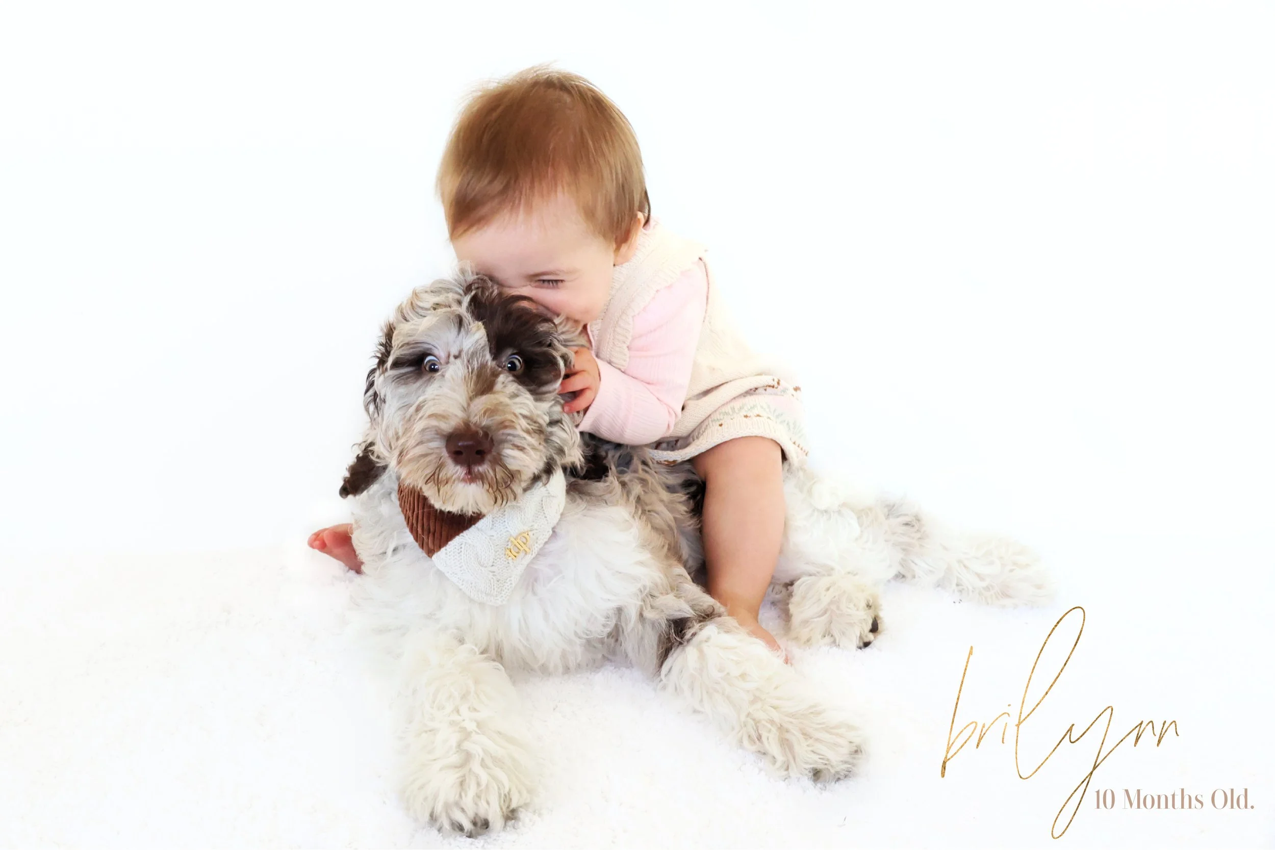Chocolate Merle English Goldendoodle