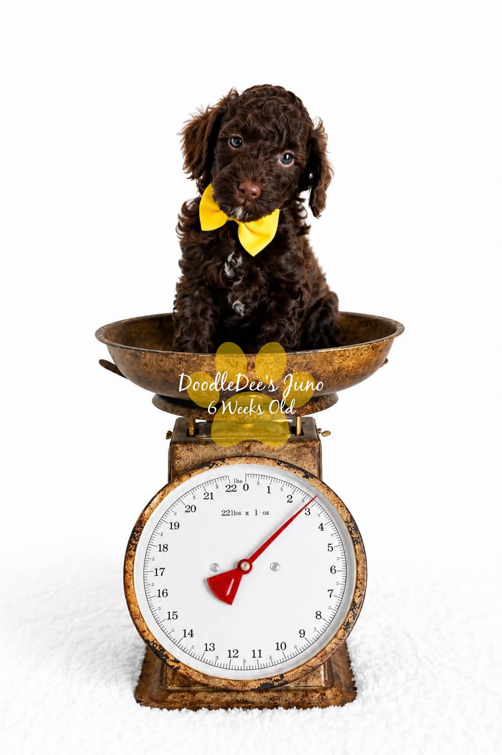 Micro Mini English Goldendoodle