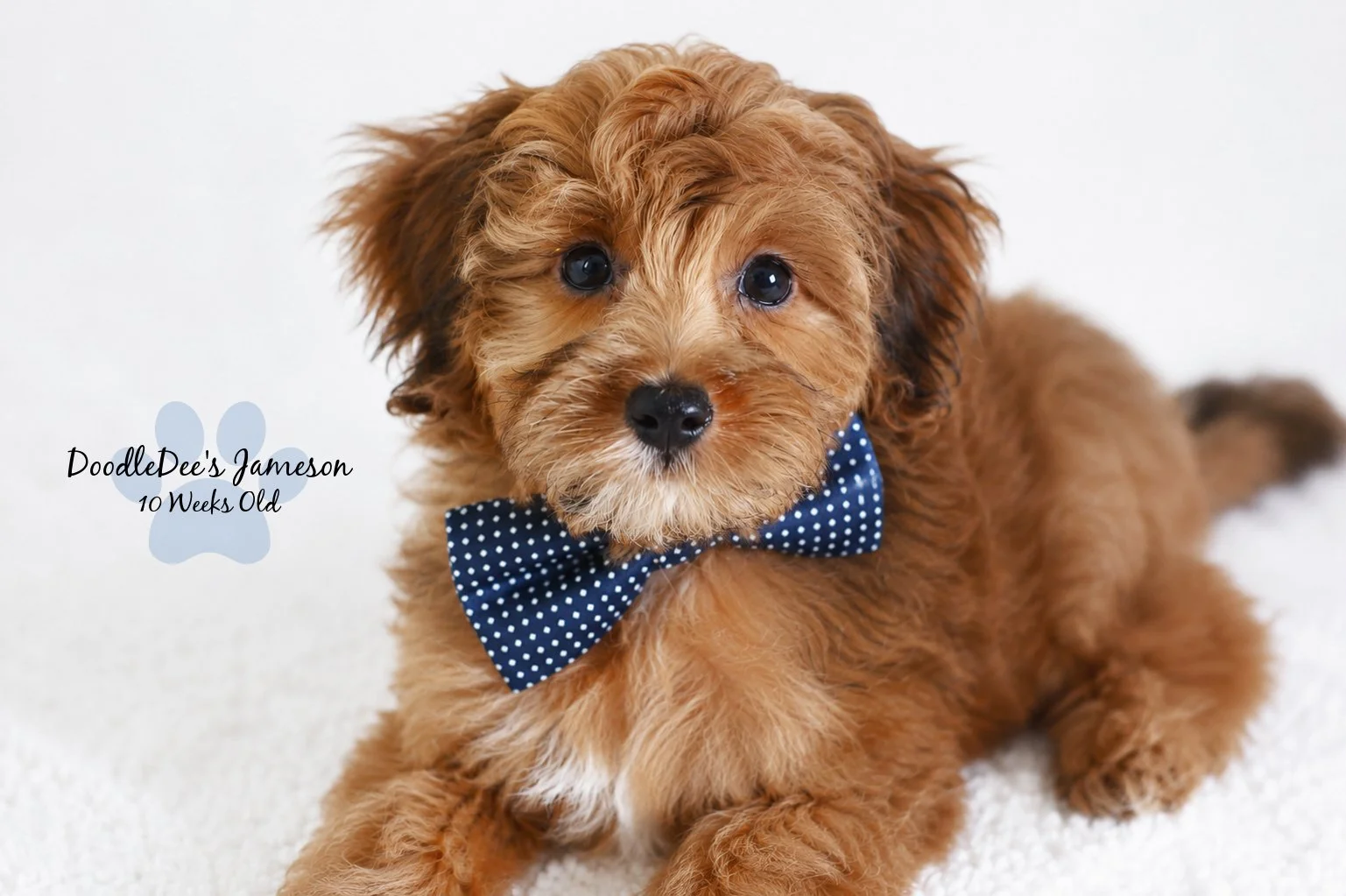 Micro Mini Sable English Goldendoodle