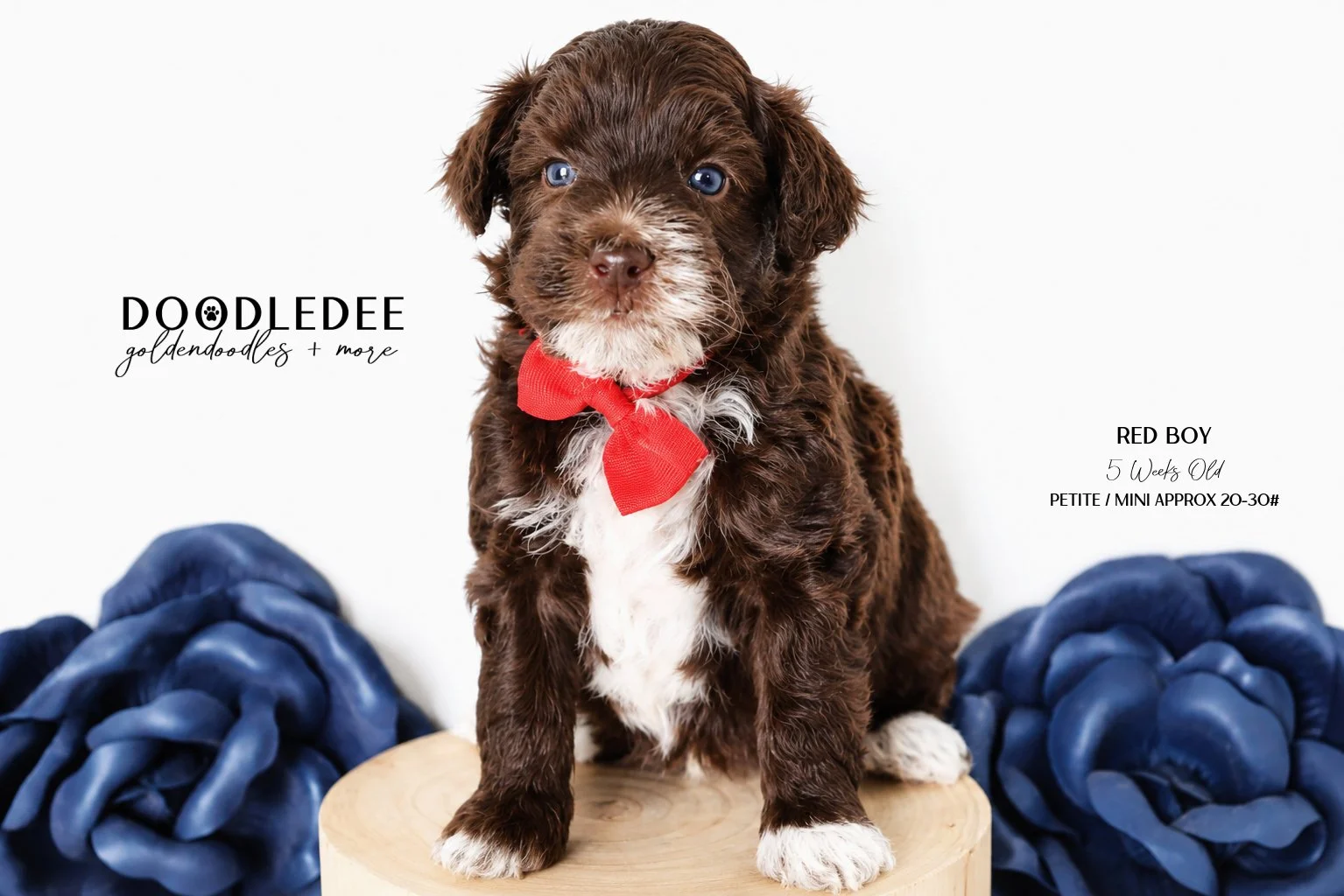 Petite/ Mini English Goldendoodle Male AVAILABLE $3,500