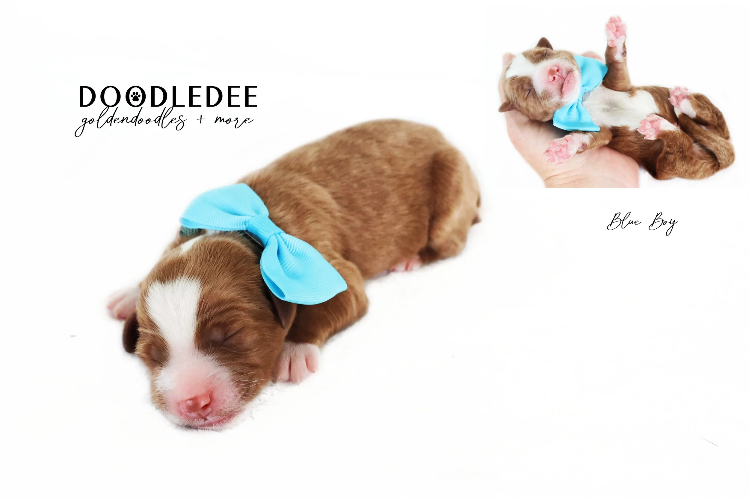 Mini English Goldendoodle