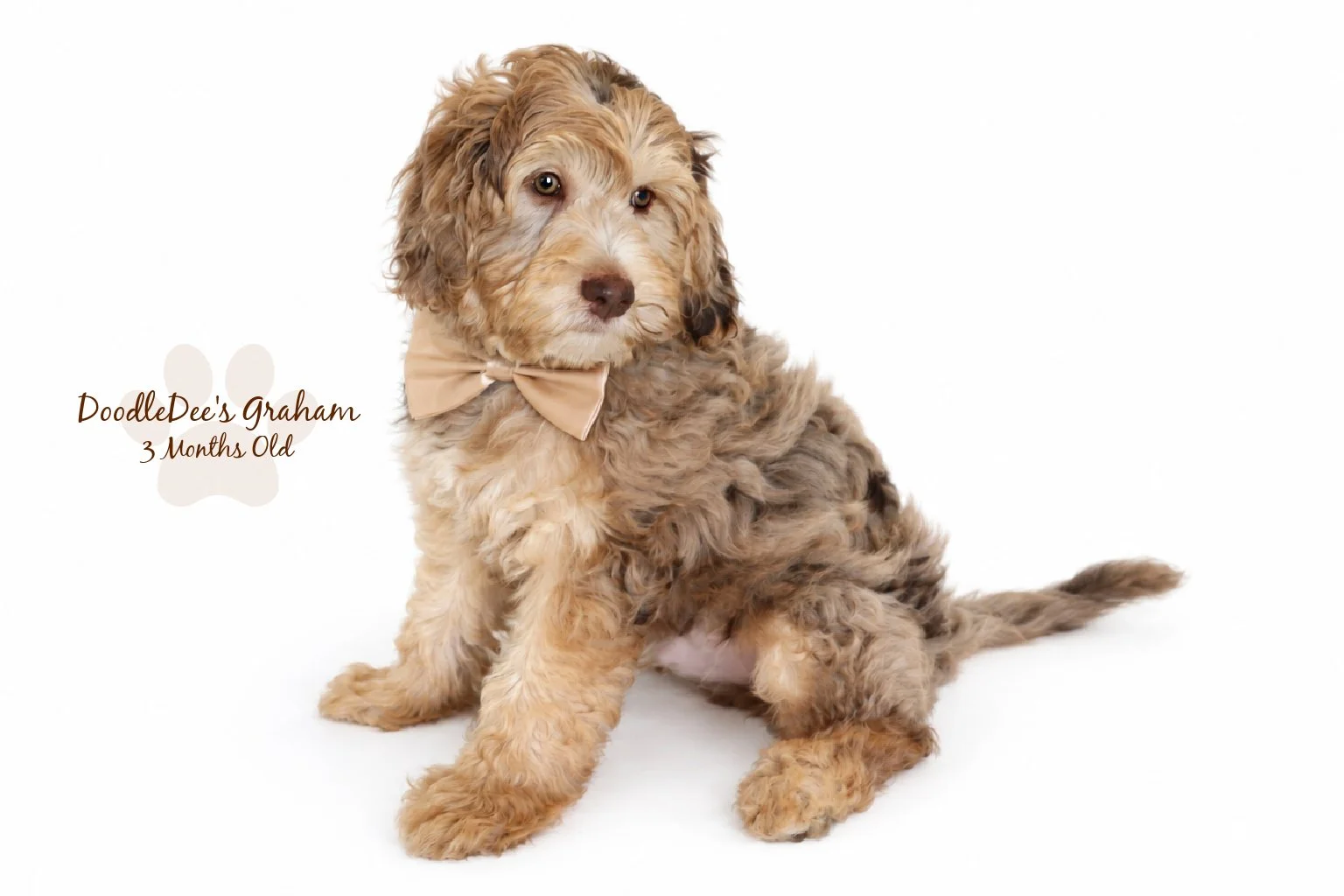 Mini Chocolate Phantom Merle English Goldendoodle Stud | 12.10 lbs