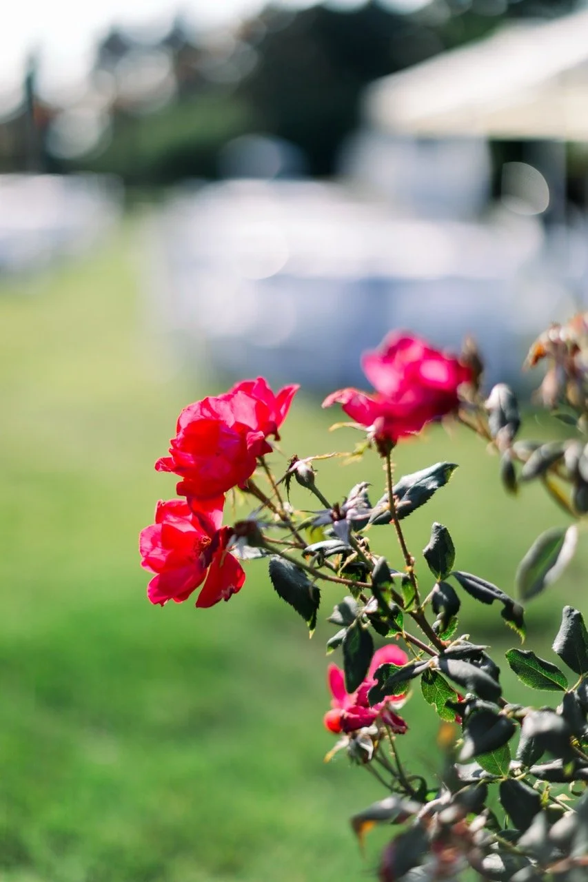 image -001 Large.jpeg