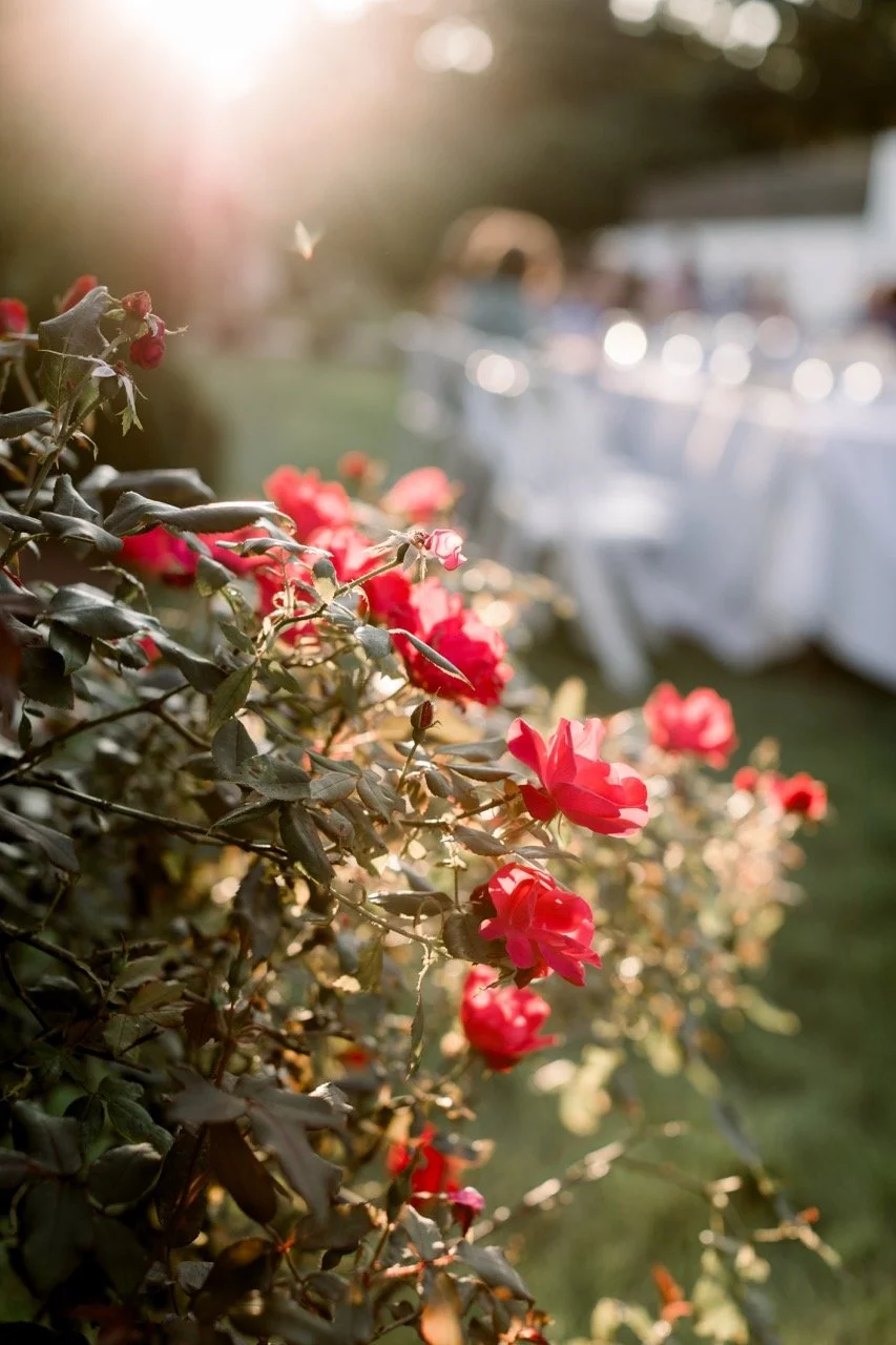 image -225 Large.jpeg