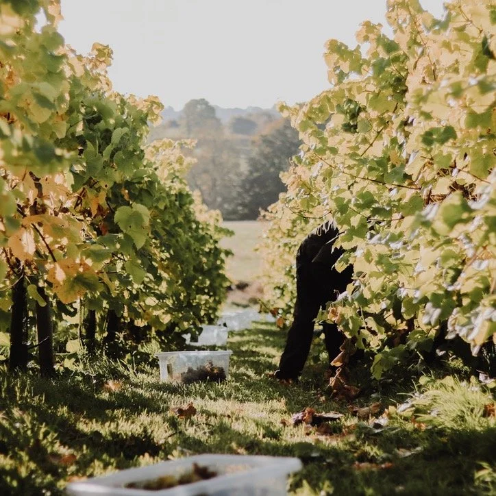 🍇 English Wine Week is here! 🍷
Discover Scaddows Vineyard &ndash; a family-run gem on the East Midlands Wine Trail, set in the heart of the South Derbyshire countryside. 🌿

From vine to bottle, every drop of our still &amp; sparkling wine is made 