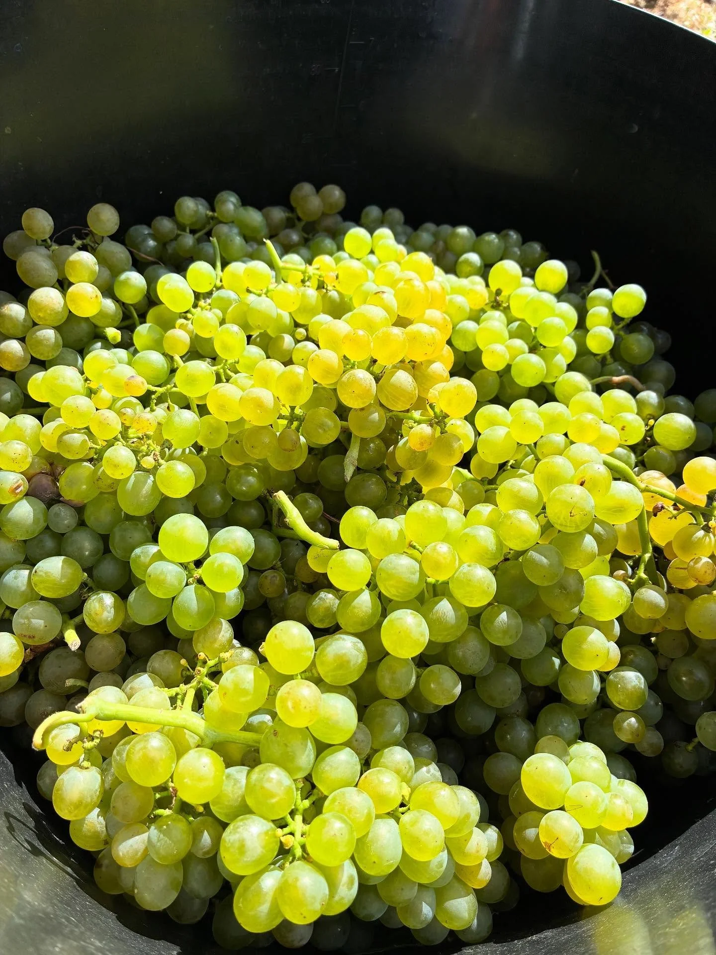 First pick of Solaris this year, destined for our 2025 Sparkling Vintage! ☀️ 🍾🥂 #scaddowsvineyard #scaddowsfarm #winegbmn #eastmidlandswinetrail