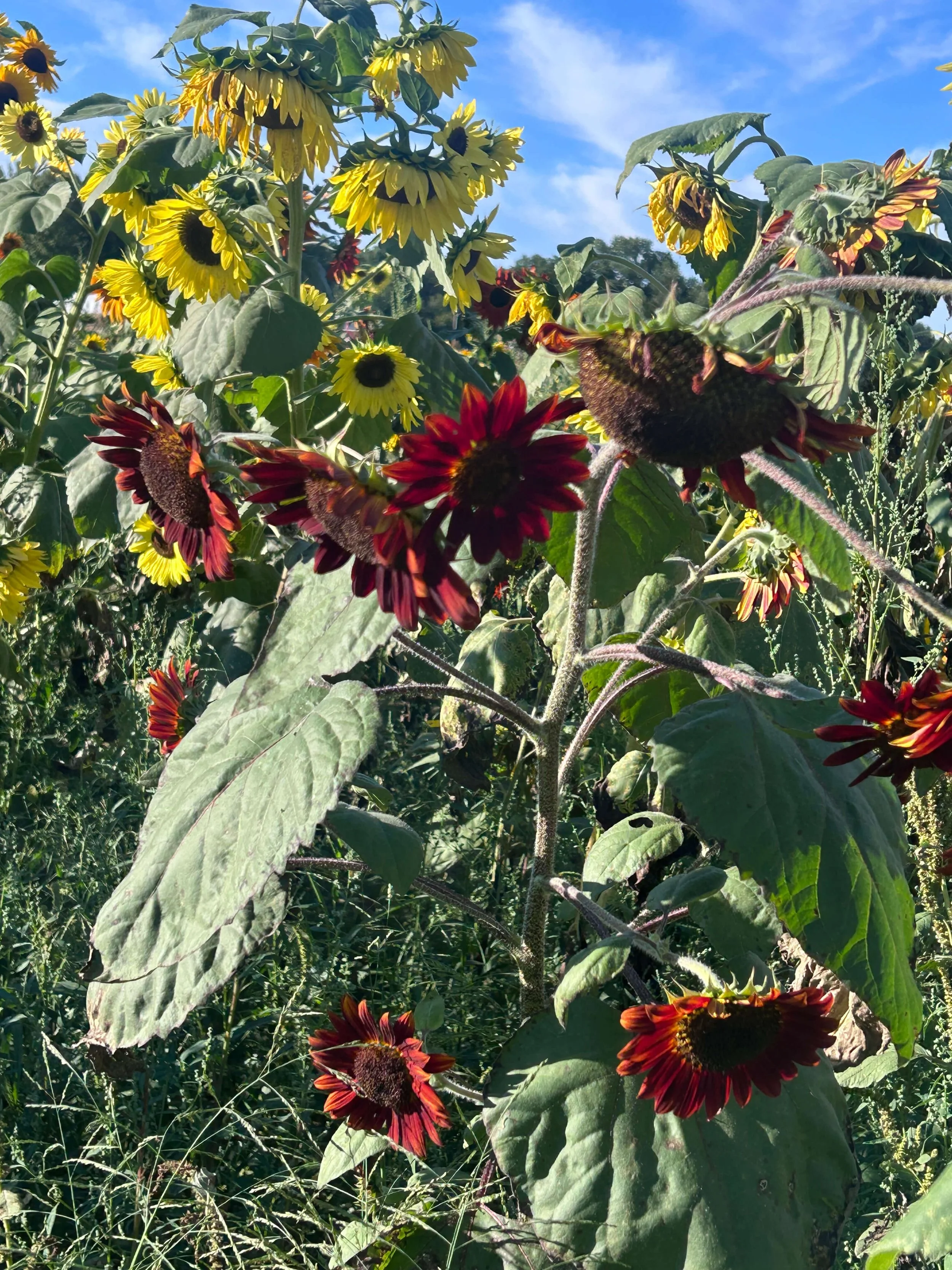 Photo of red and yellow sunflowers in Youngstown Ohio