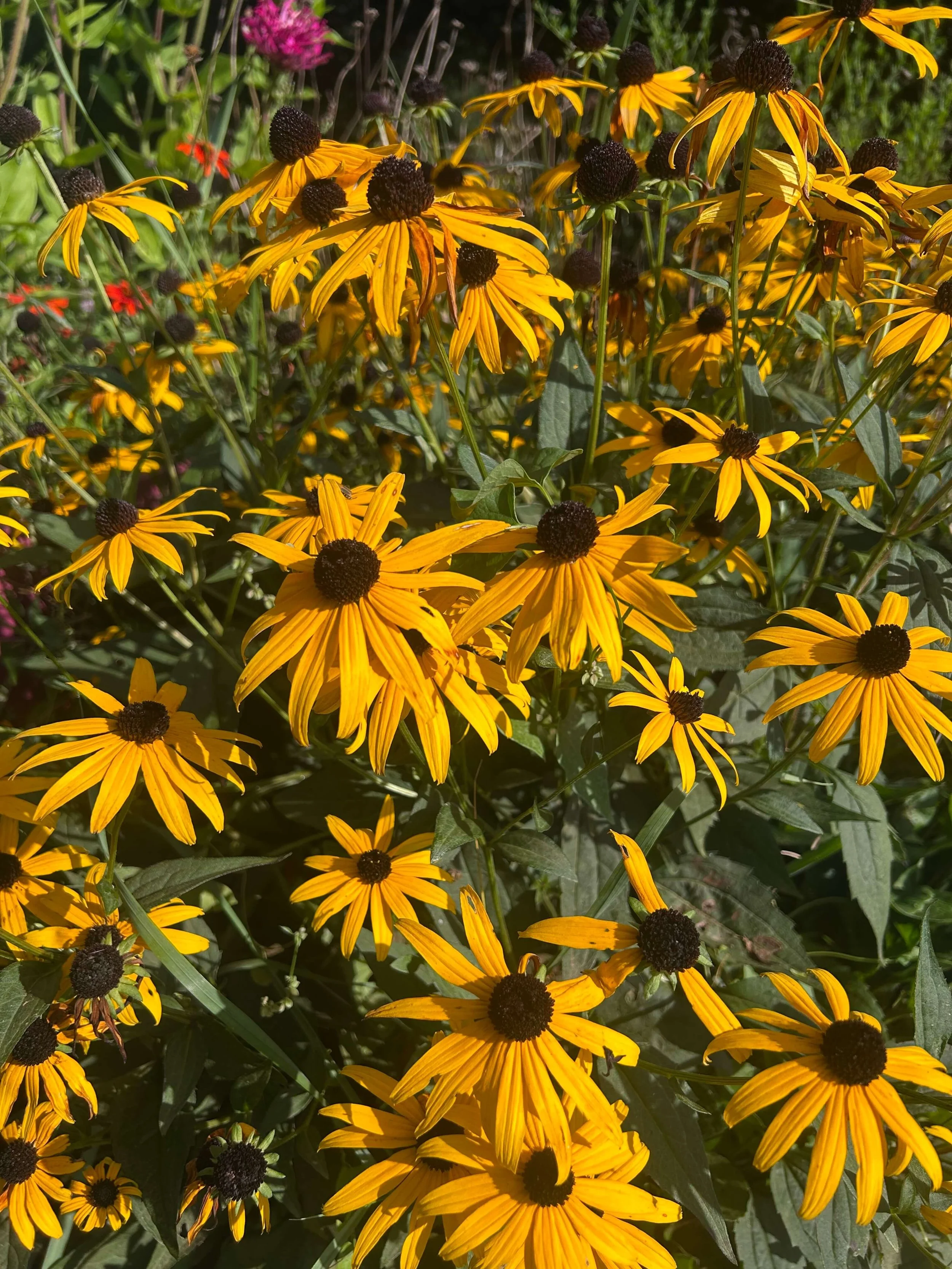 Photo of brown and orange flowers in meadow in Youngstown Ohio