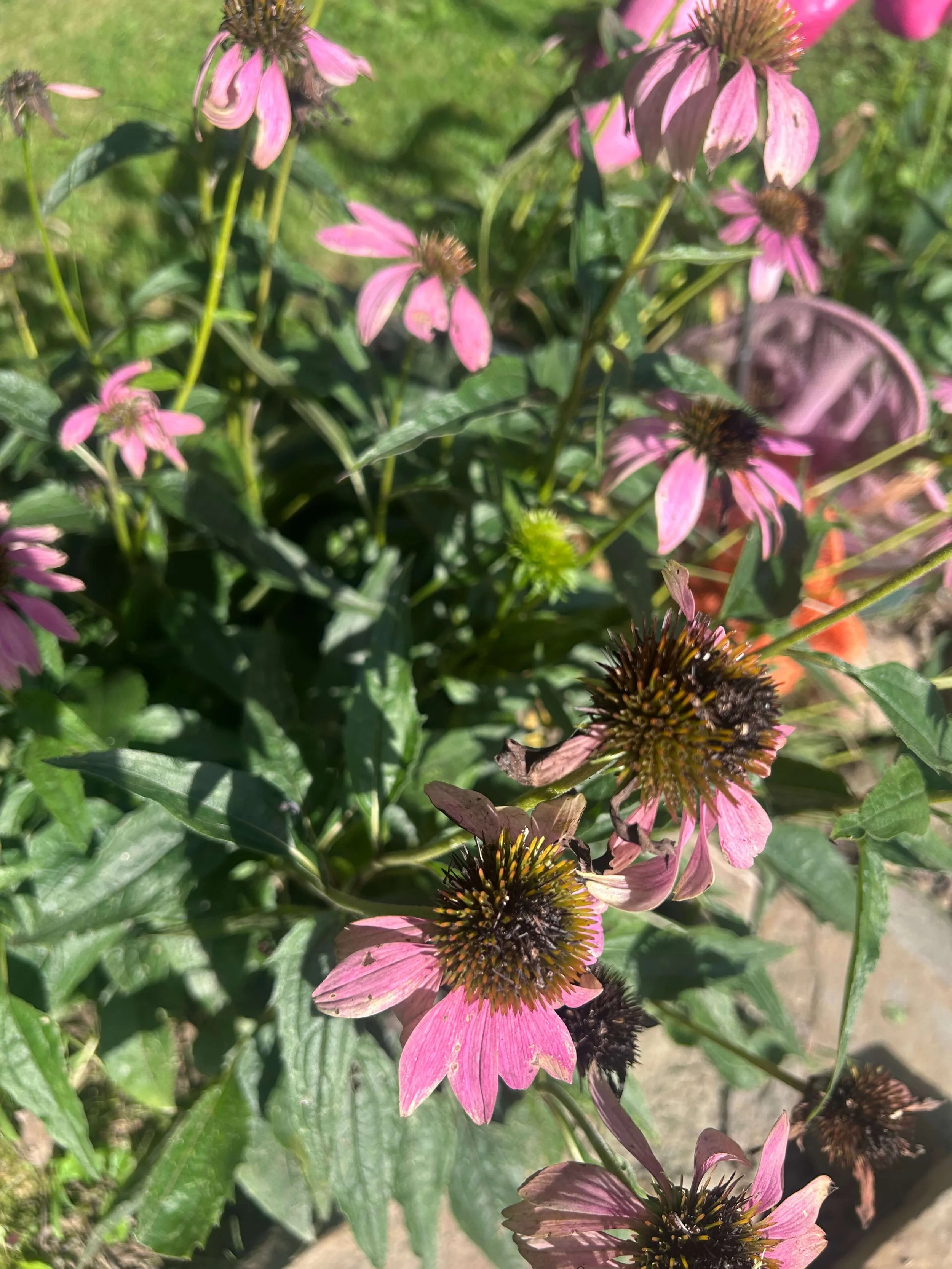 Photo of purple flowers in a garden in Youngstown Ohio
