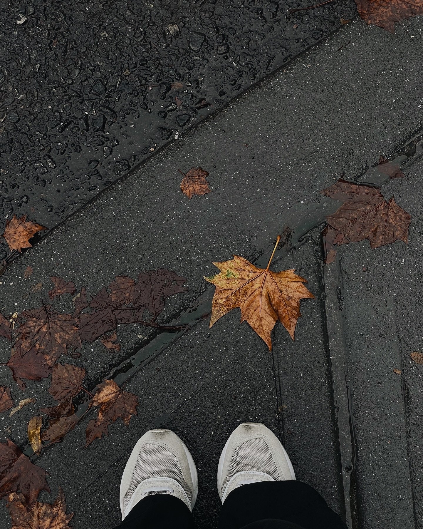 August so far 🍁

Just leaving it here to remember autumn in summer

#lifelately #photodump