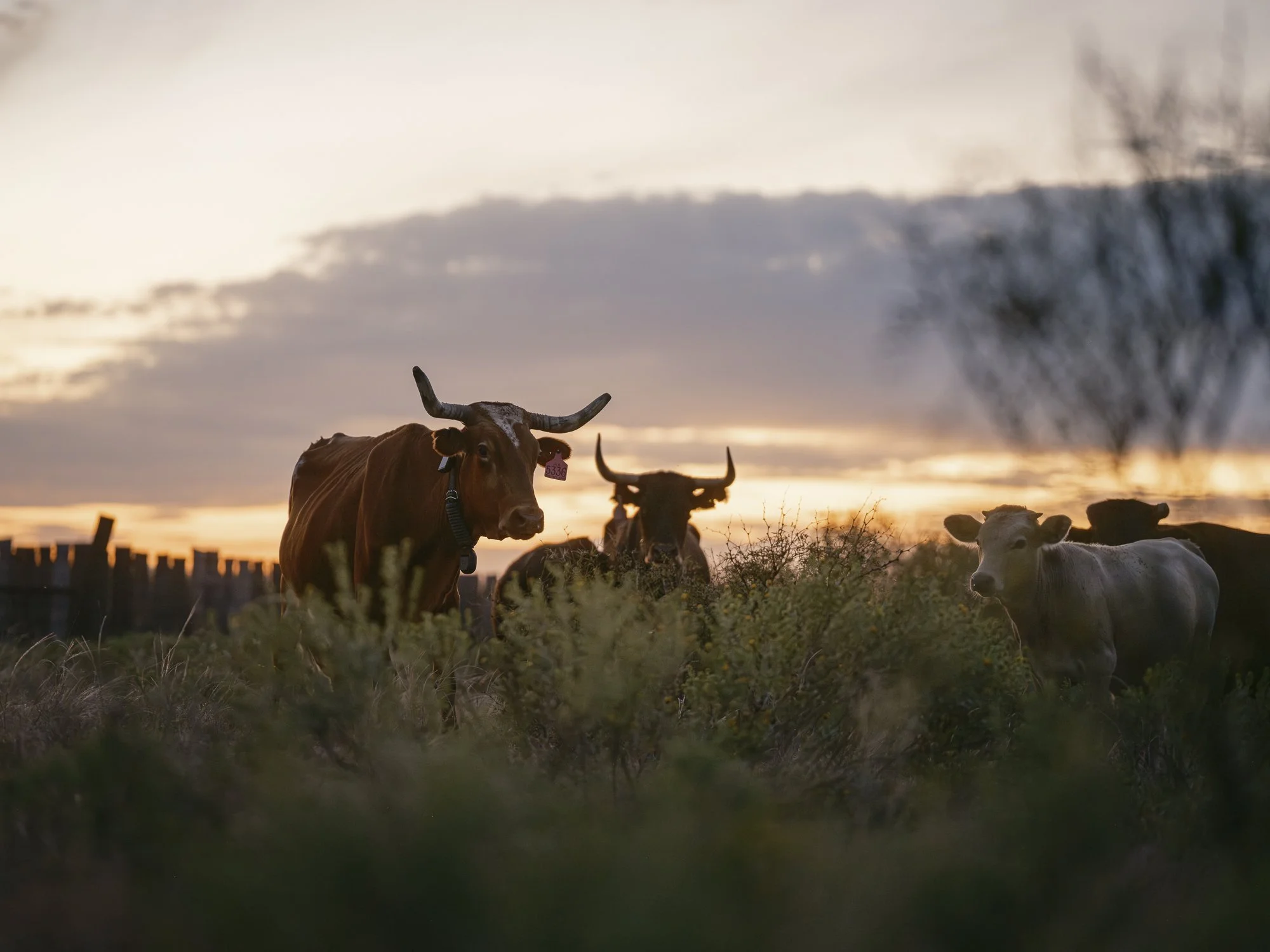 Halter Virtual Fencing - Cattle, Agriculture,  Ranch, Cowboys.