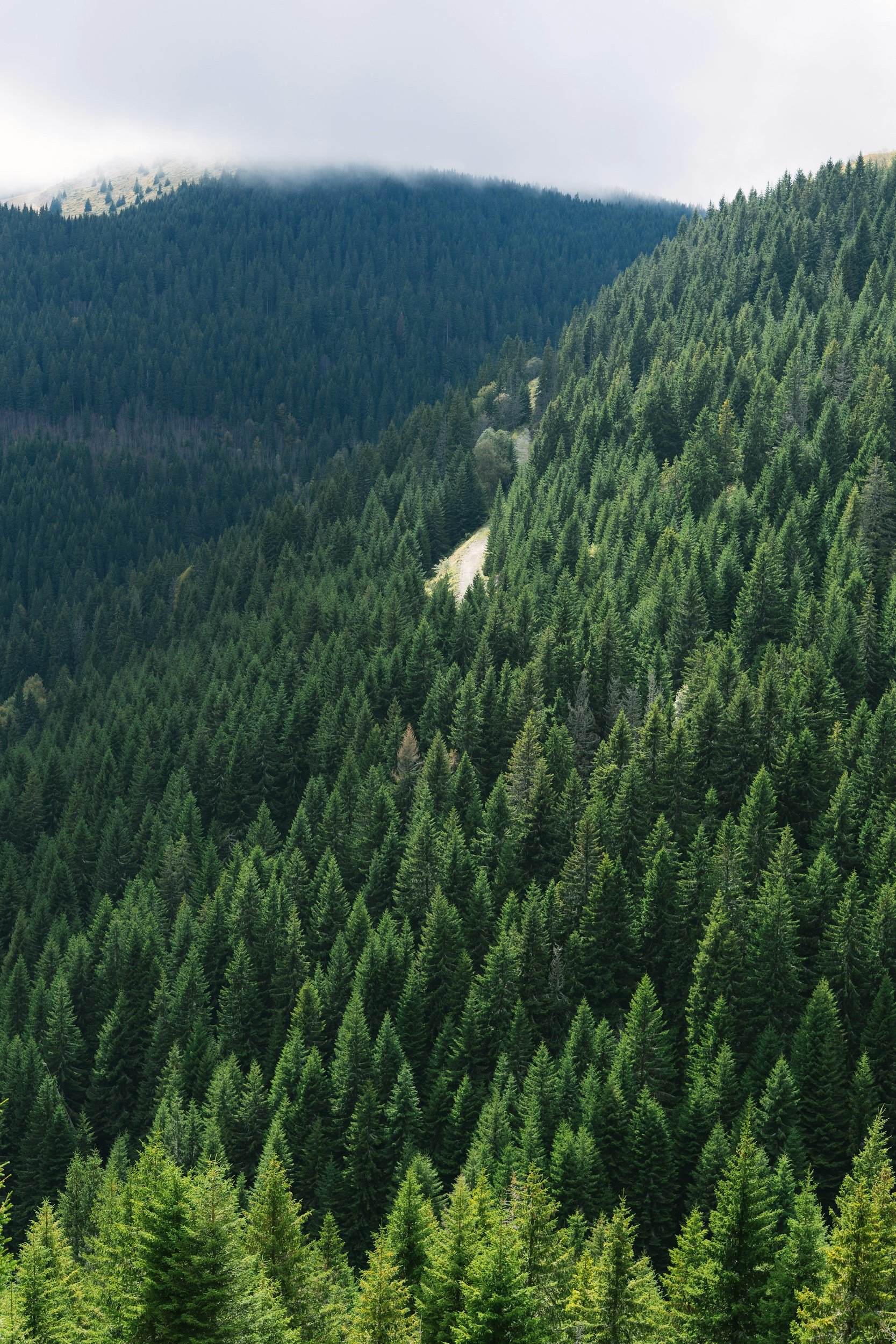 A dense forest of green coniferous trees covering rolling hills and mountains, with a cloudy sky overhead.