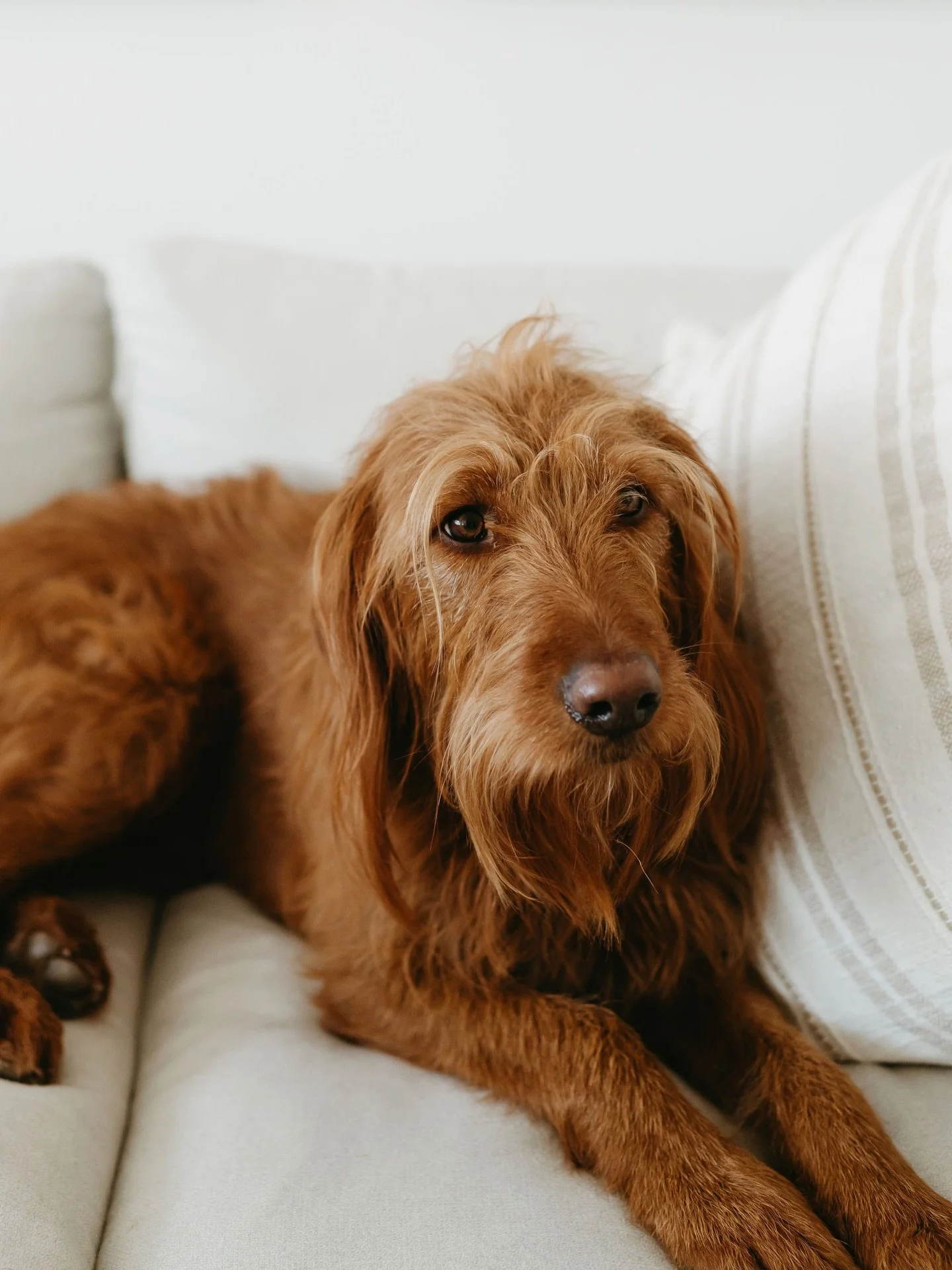 This beautiful family of five will always have a special place in my heart. And Tessa, well she is one of my favorite pups of all time! And I&rsquo;m pretty sure she knows it :)

Swipe for ALL the sweet moments 🤍

#lilyandgreyphotoco #yycfamilyphoto