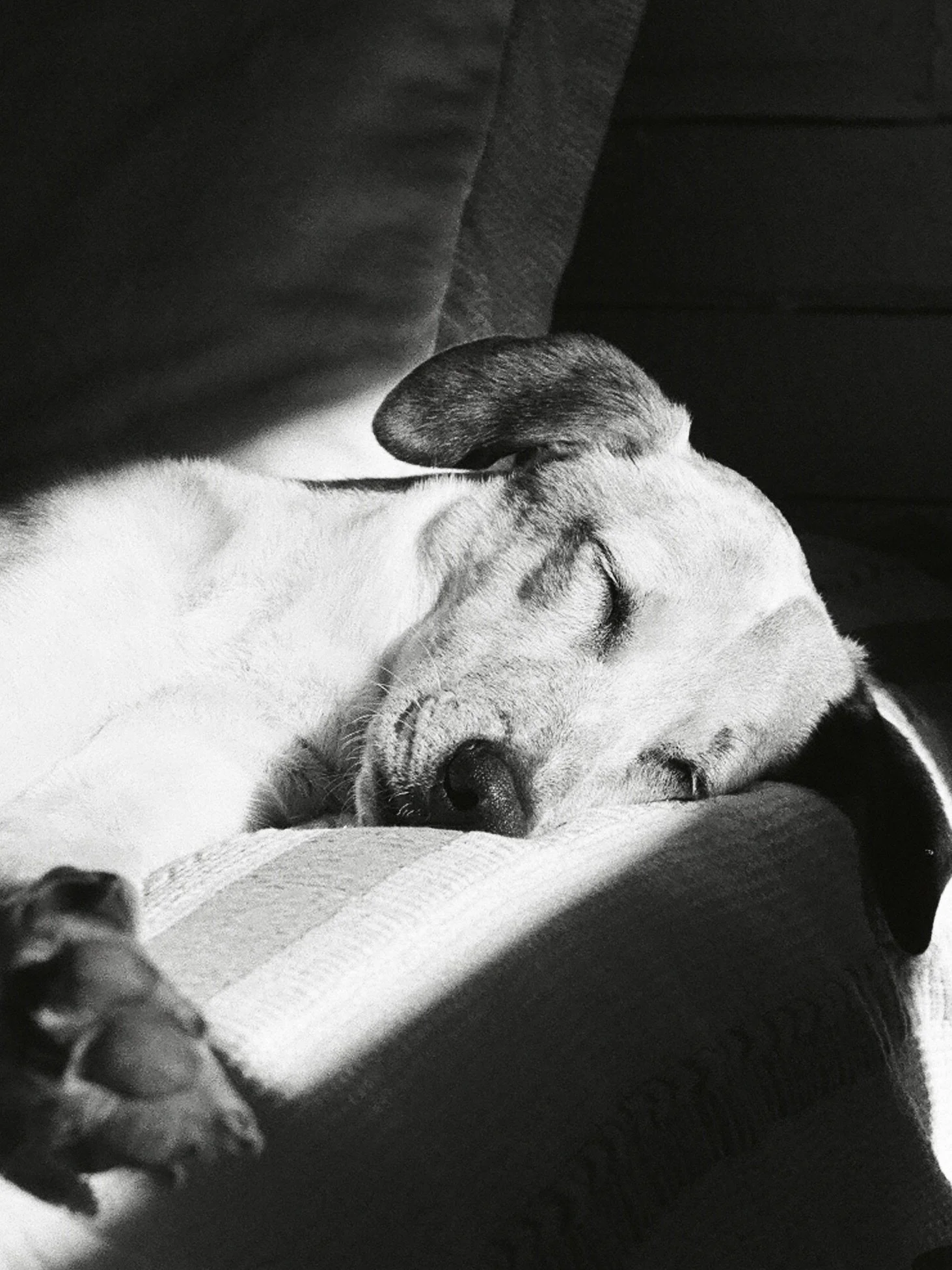 This nugget (and her smelly corn chip feet) deserve a permanent spot on my feed 🩶

Shot on my Nikon FM Film camera. 52mm lens. Ilford HP5 Plus B&amp;W film

LILY &amp; GREY PHOTO CO. | YYC PHOTOGRAPHER | YYC PETS

#blackandwhitefilm #fortheloveofdog