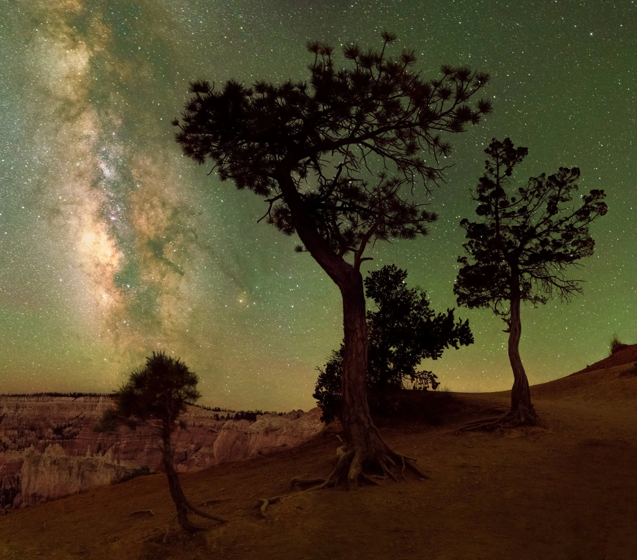 Bry: Three trees, Bryce Canyon, Utah