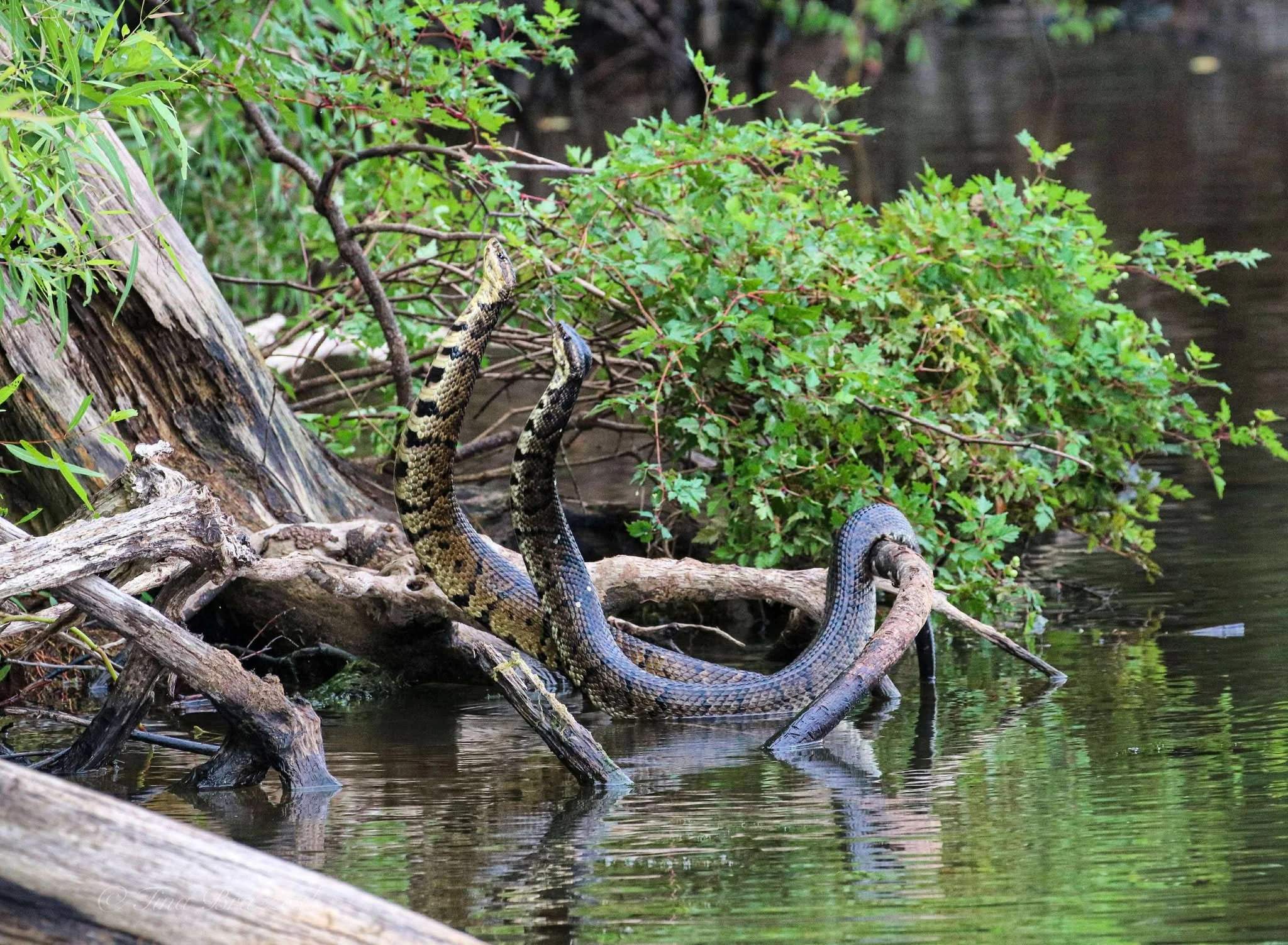 Photographer: Tina Brazzeal