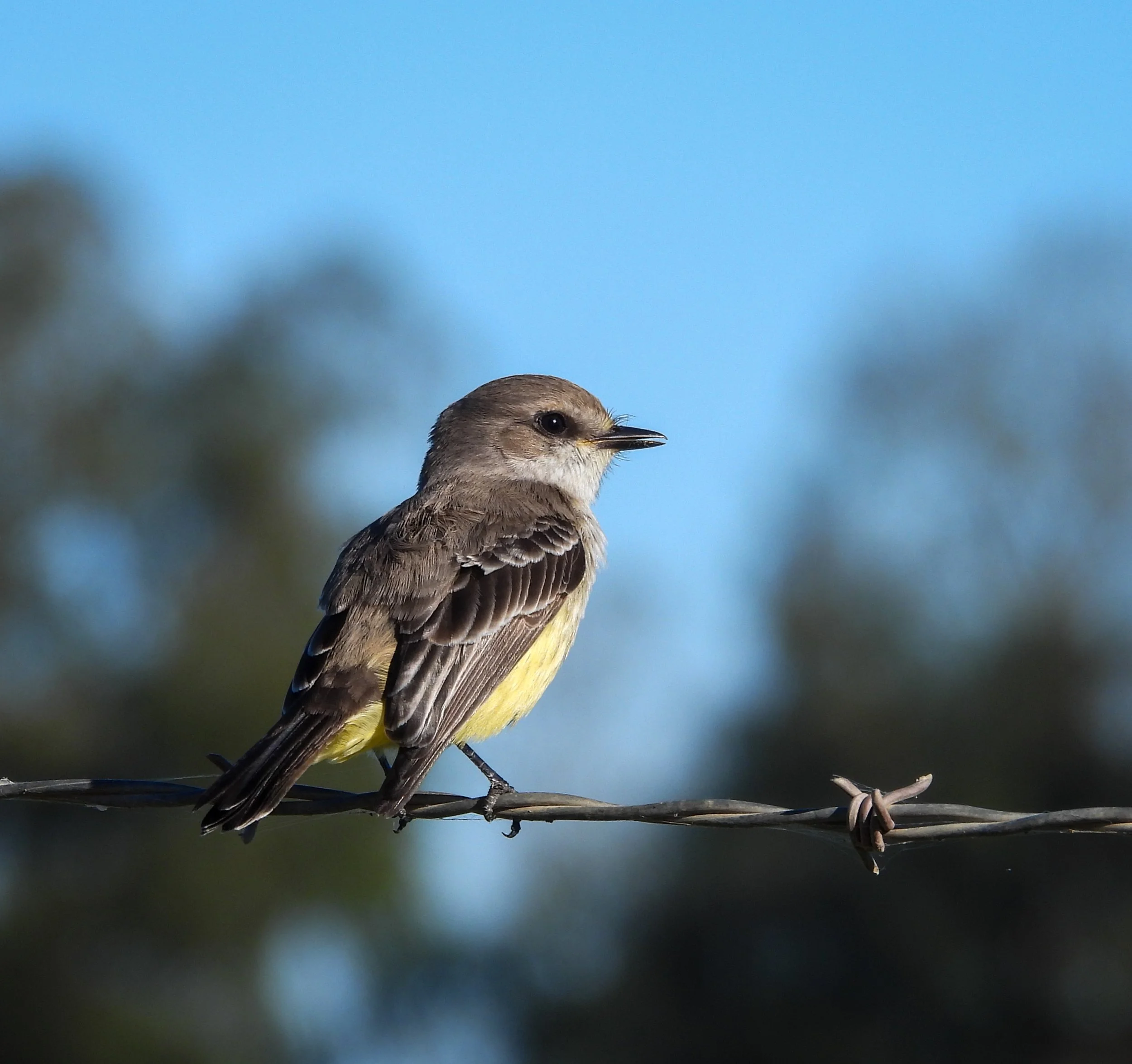 Photographer: Dot Rambin