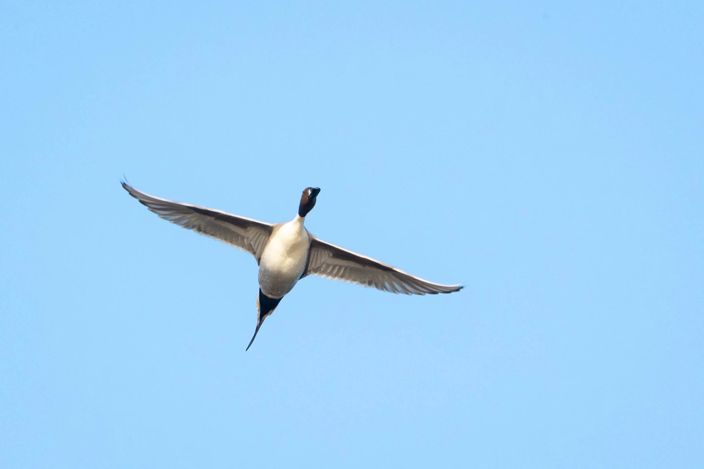 Photographer: Dot Rambin