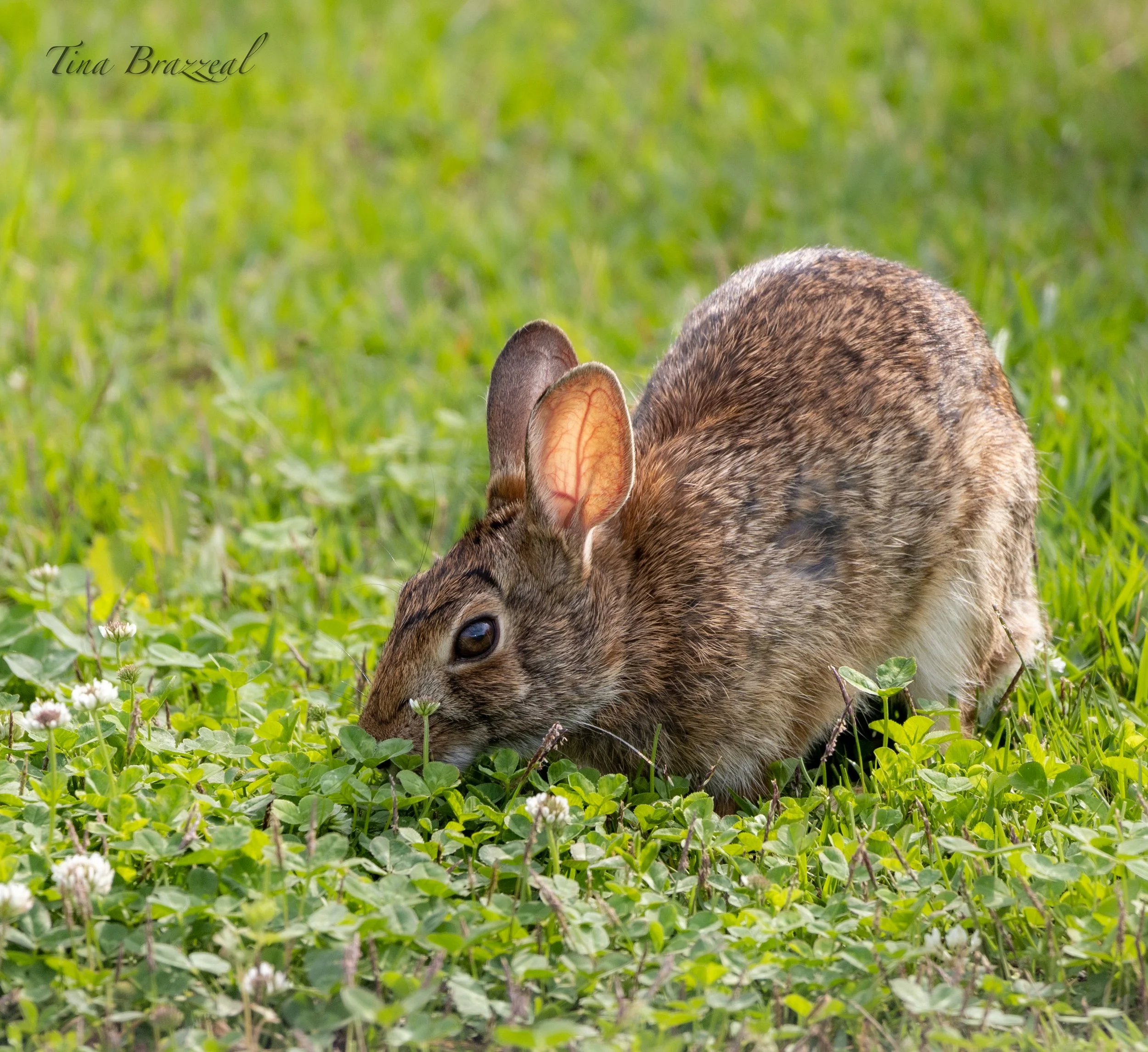 Photographer: Tina Brazzeal