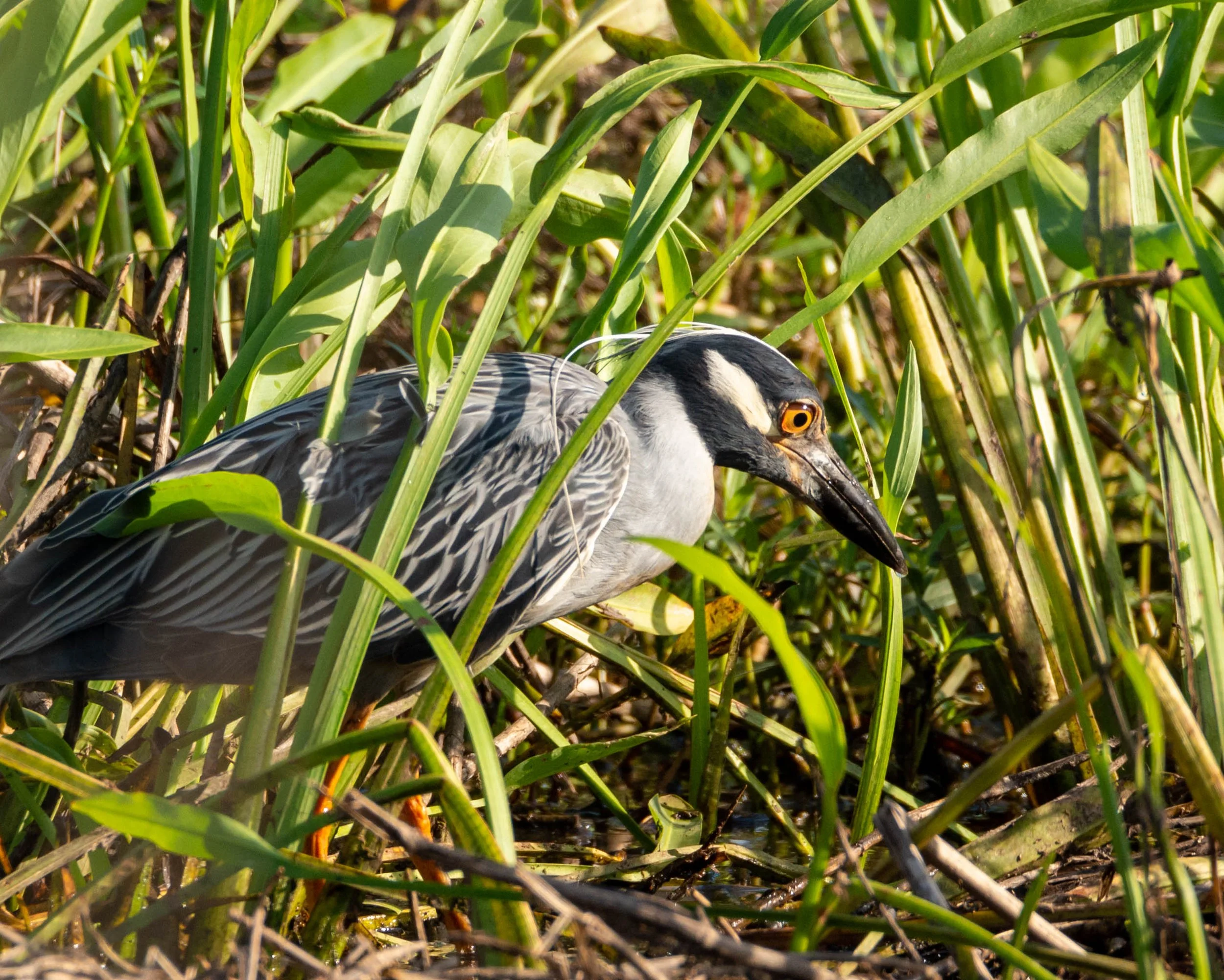 Photographer: Dot Rambin