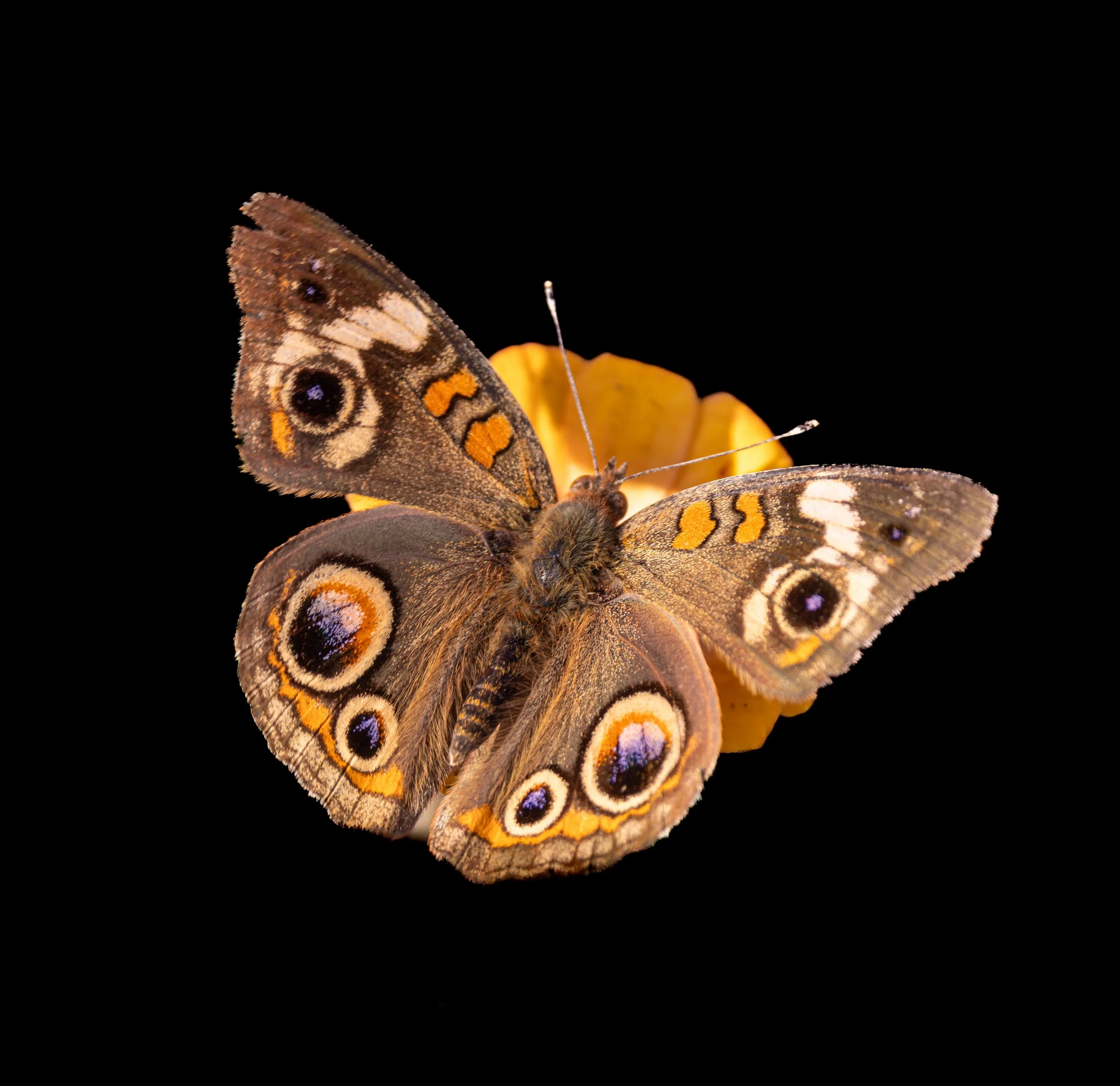 Photographer: Tina Brazzeal