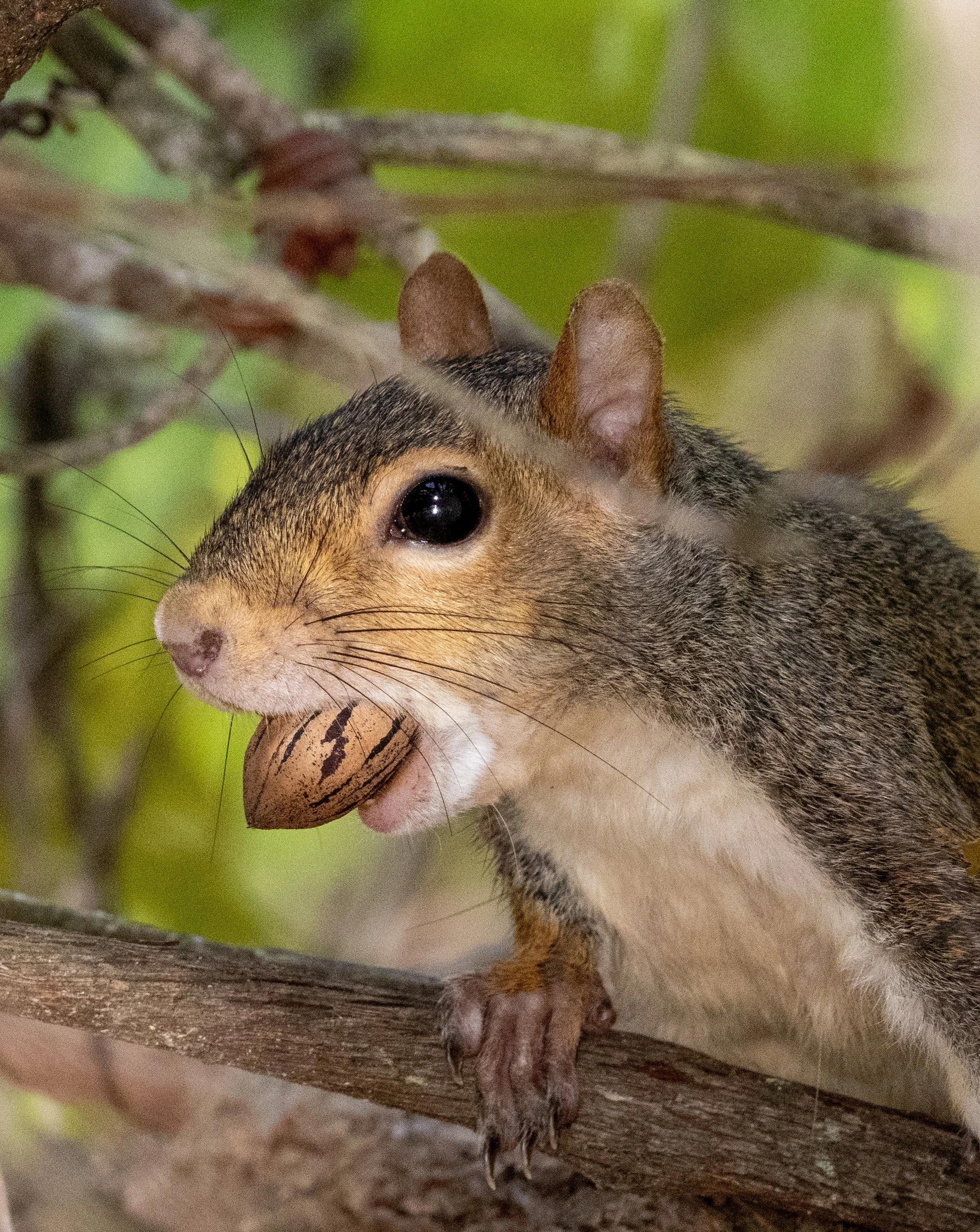 Photographer: Tina Brazzeal