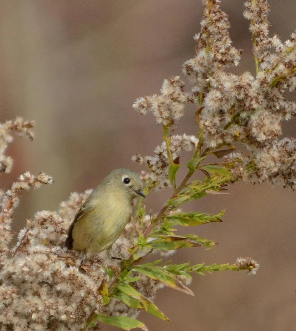 Photographer: Dot Rambin