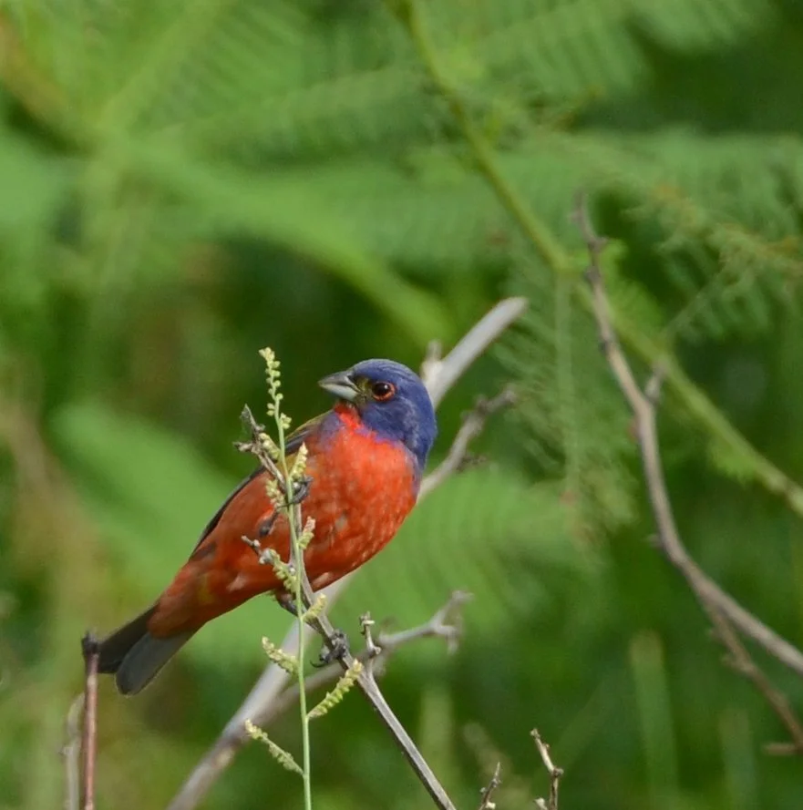 Photographer: Dot Rambin