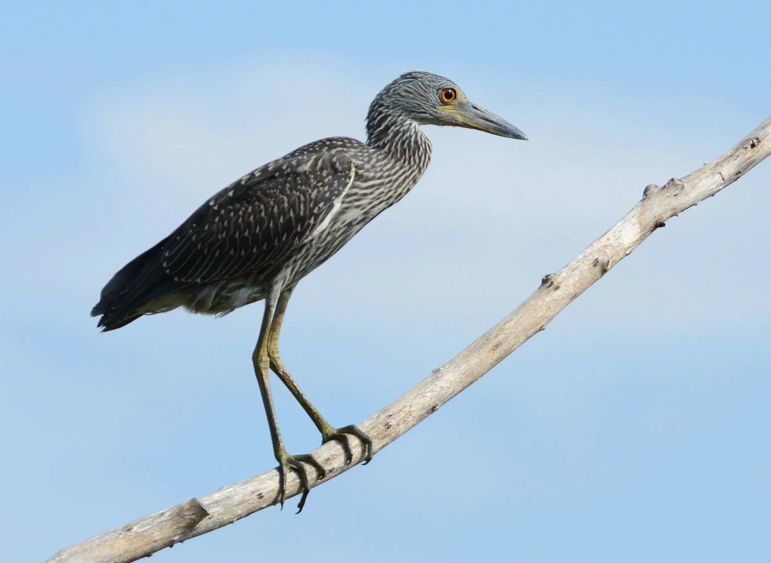 Photographer: Dot Rambin