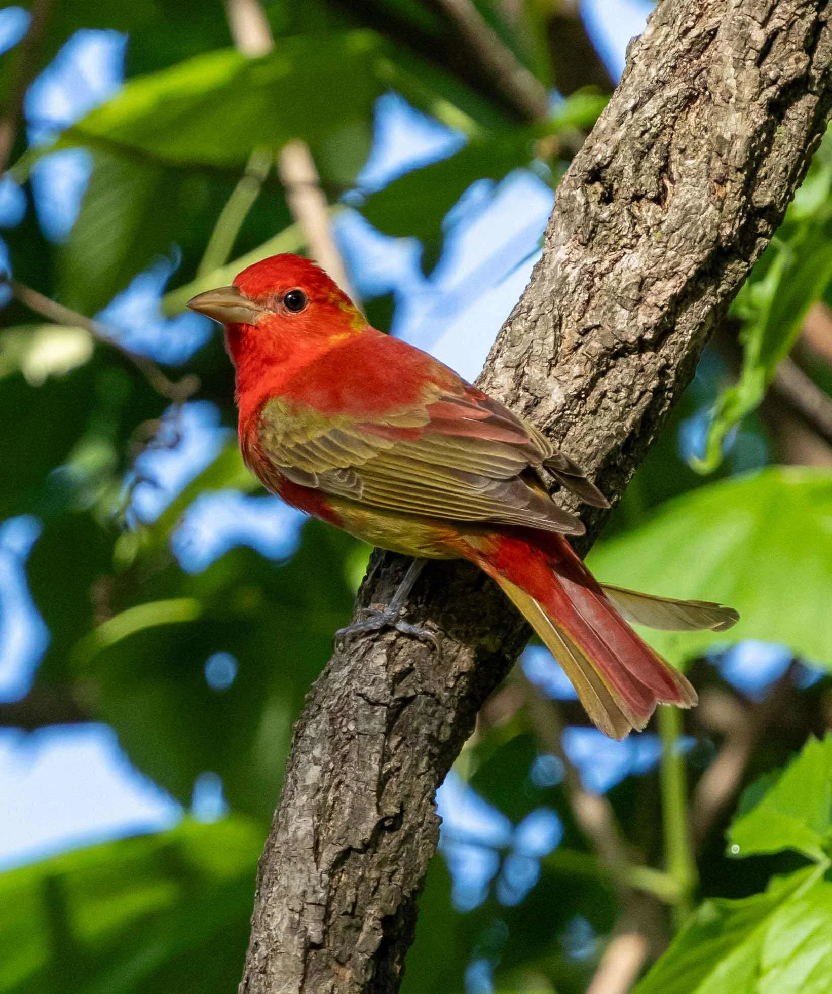 Photographer: Tina Brazzeal