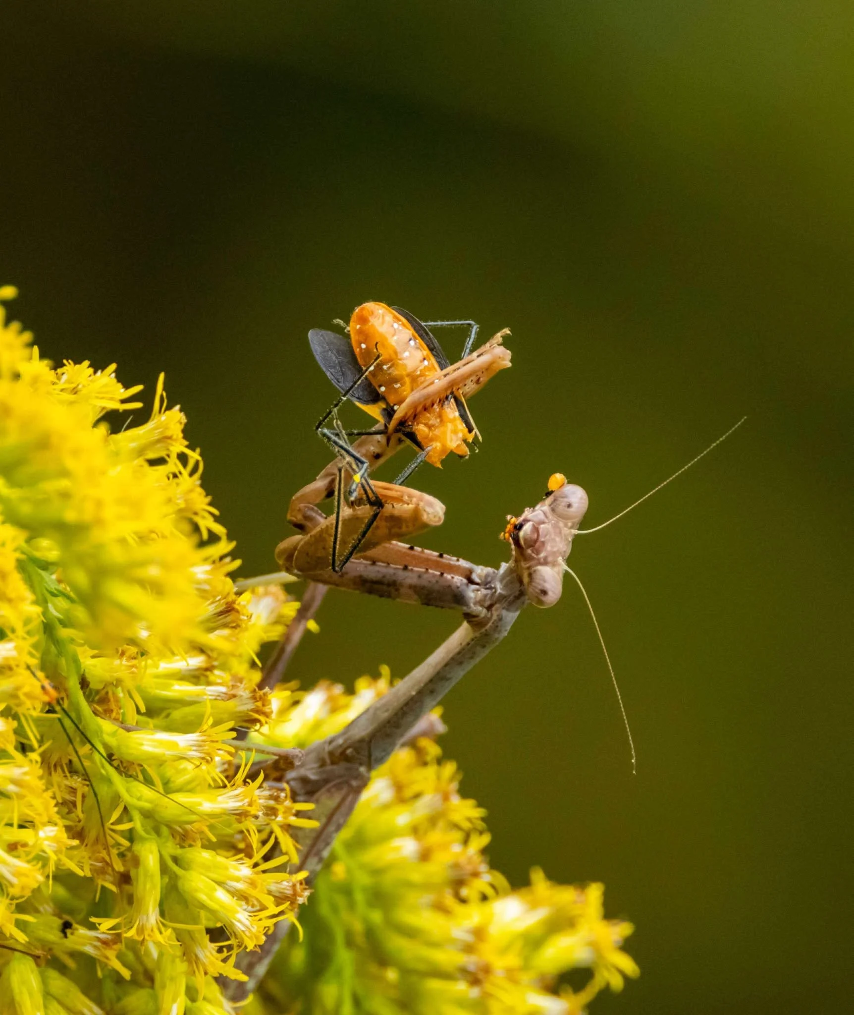 Photographer: Tina Brazzeal