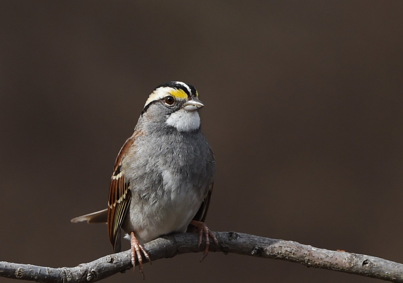 Photographer: Dot Rambin