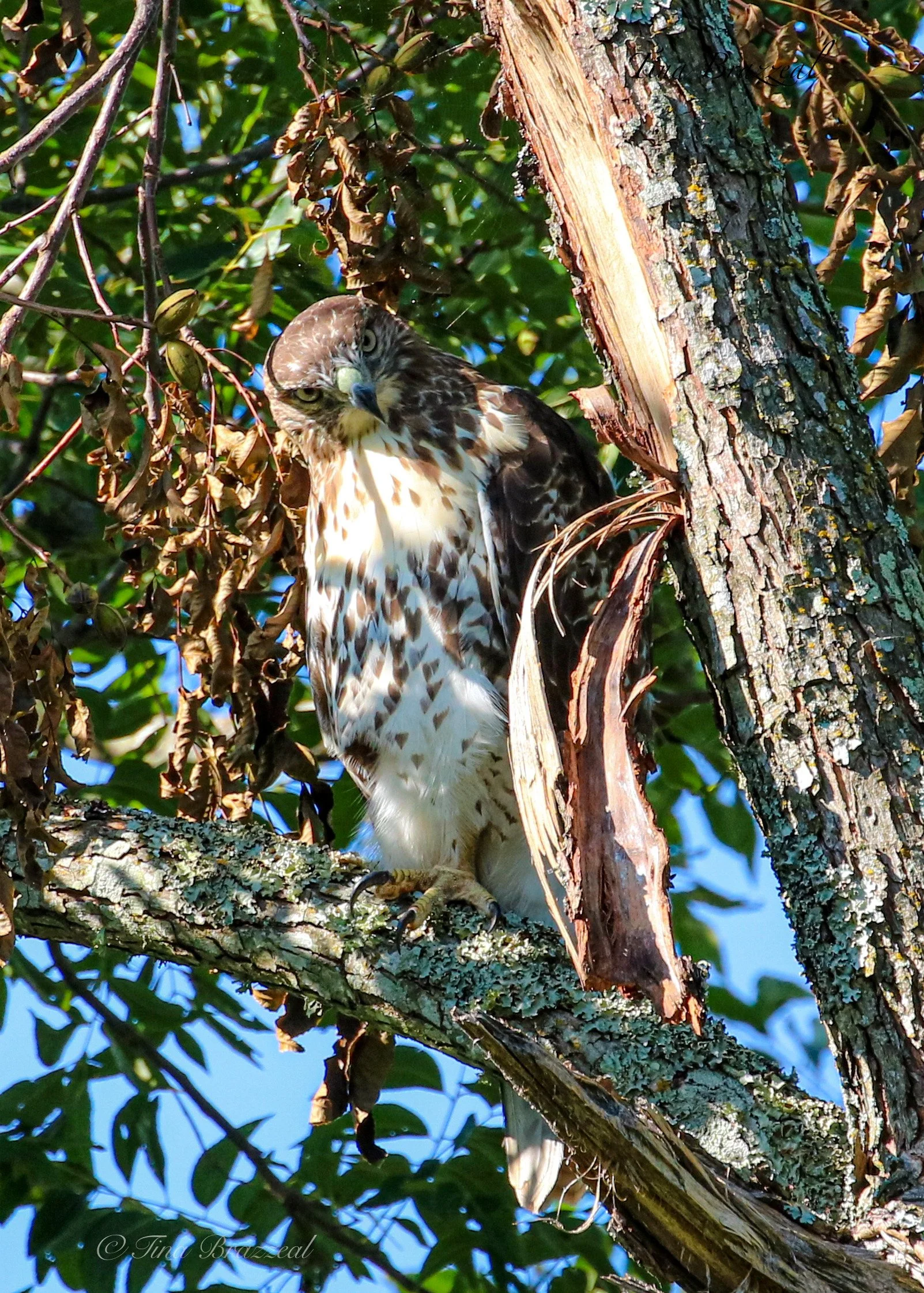 Photographer: Tina Brazzeal