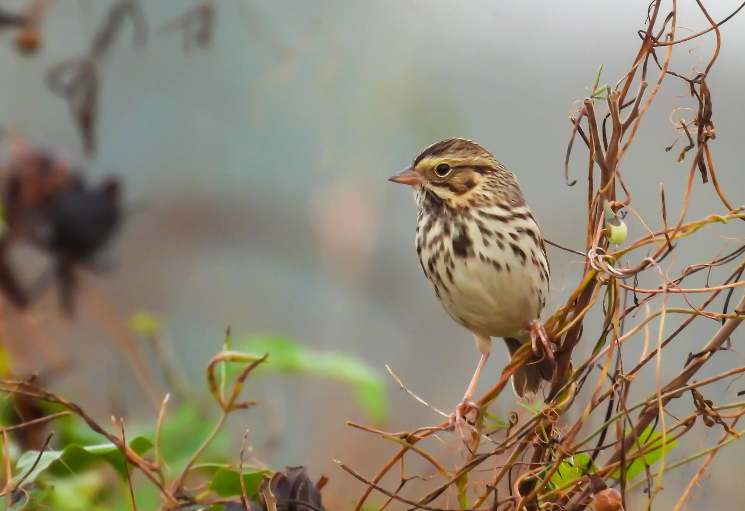 Photographer: Dot Rambin