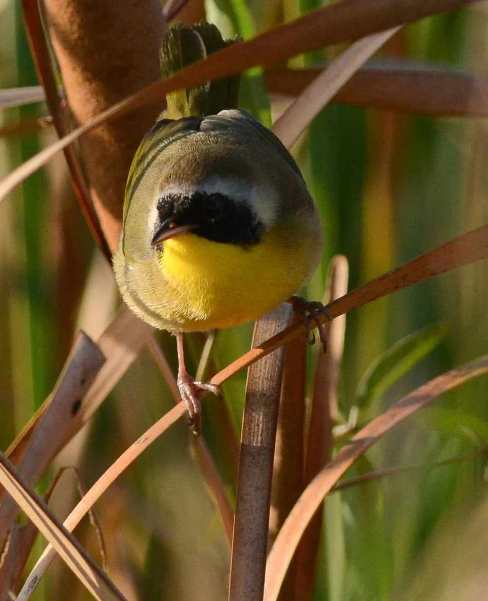 Photographer: Dot Rambin