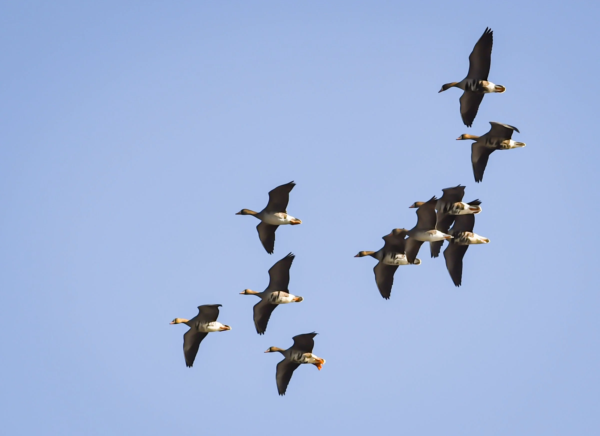 Photographer: Dot Rambin