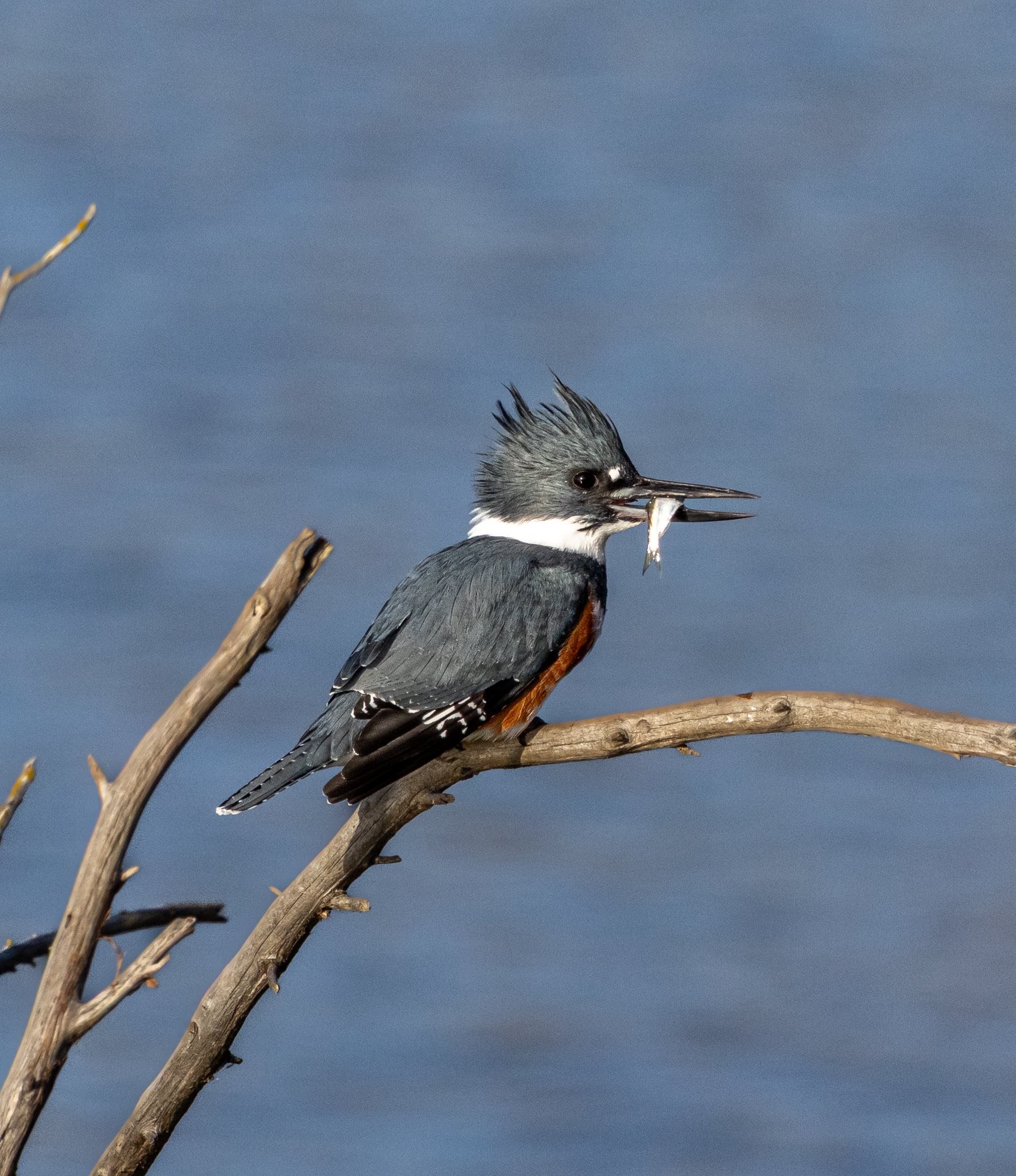 Photographer: Tina Brazzeal