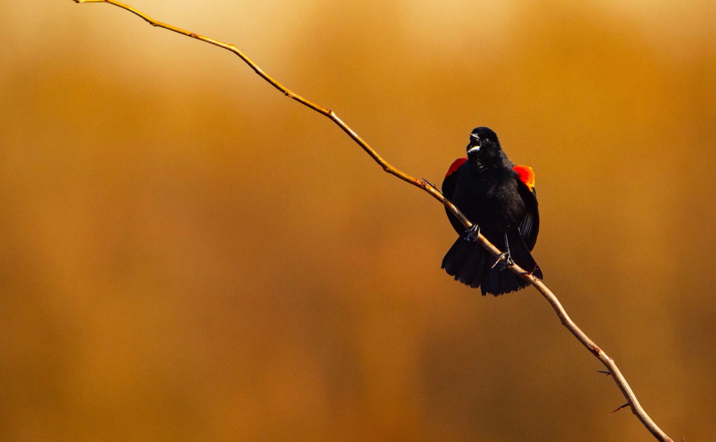 Photographer: Dot Rambin