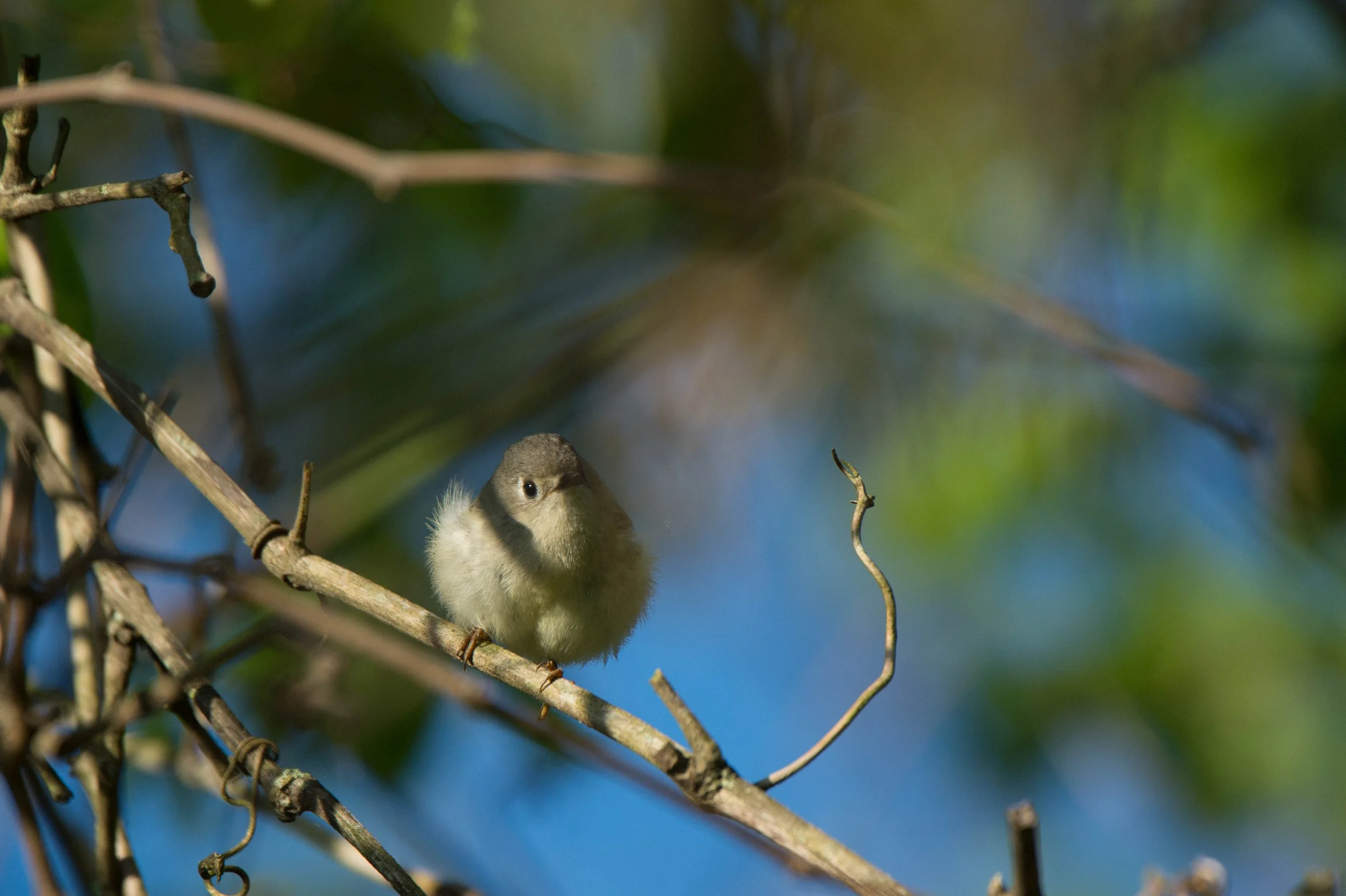 Photographer: Dot Rambin
