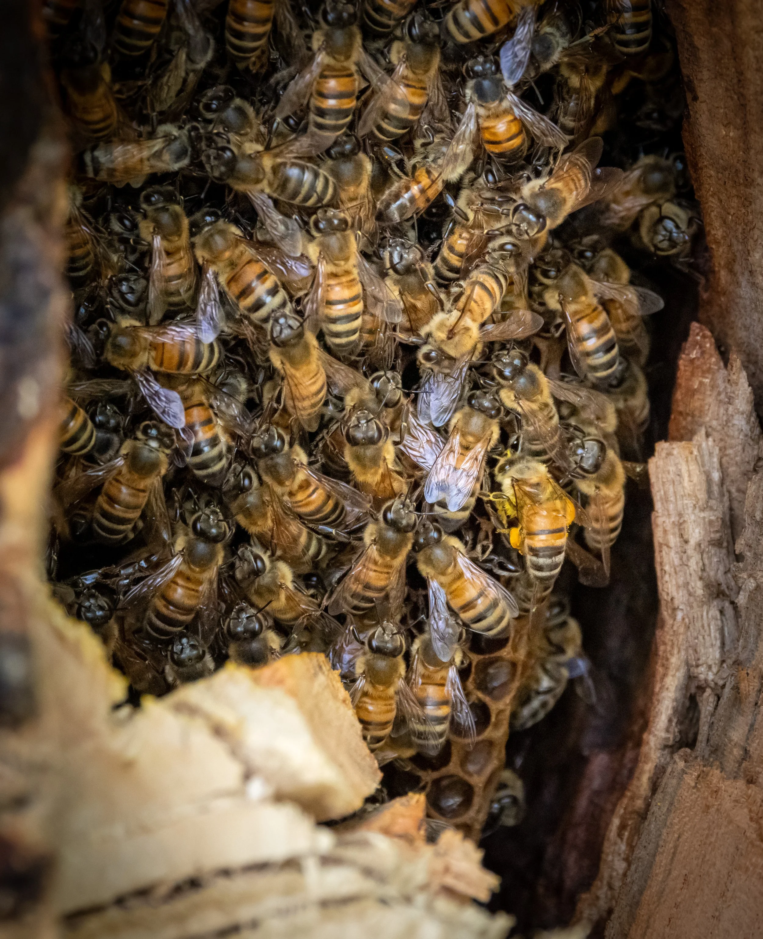 Photographer: Tina Brazzeal