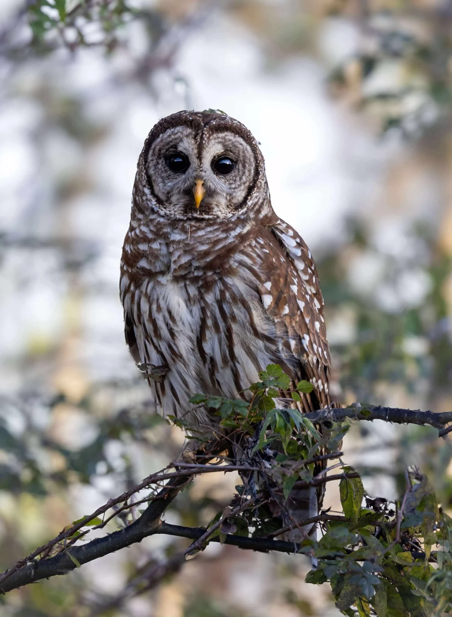 Photographer: Tina Brazzeal