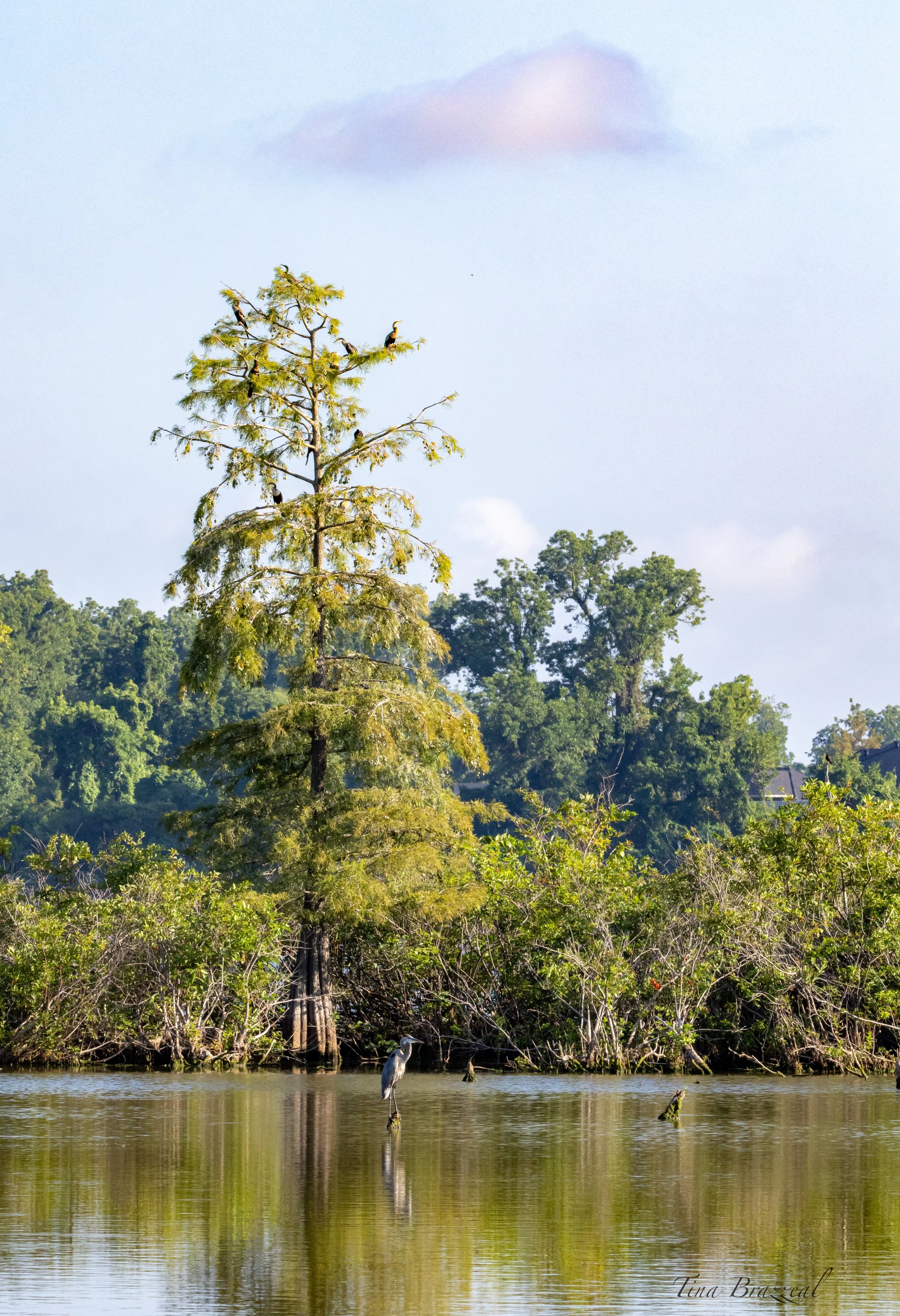 Photographer: Tina Brazzeal