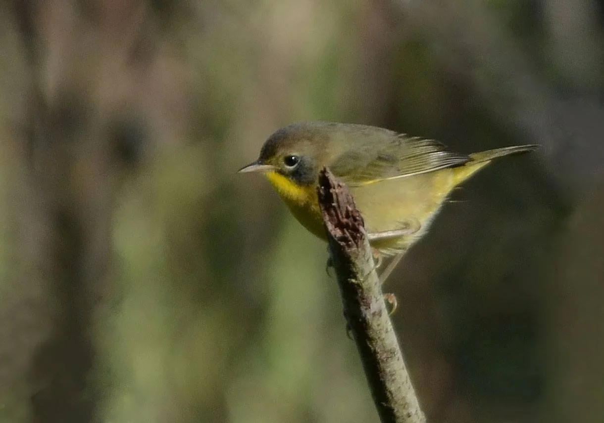 Photographer: Dot Rambin