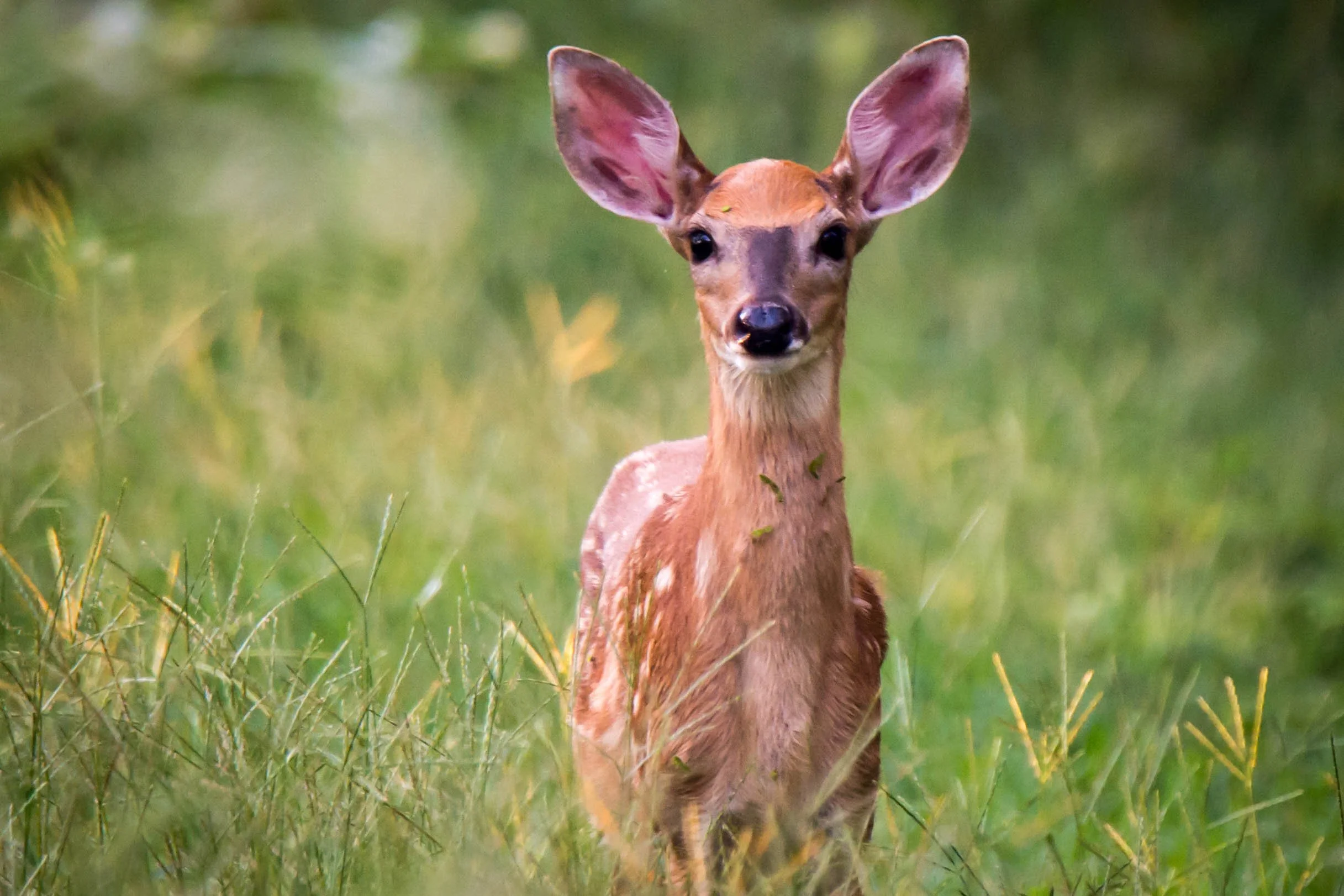 Photographer: Dot Rambin