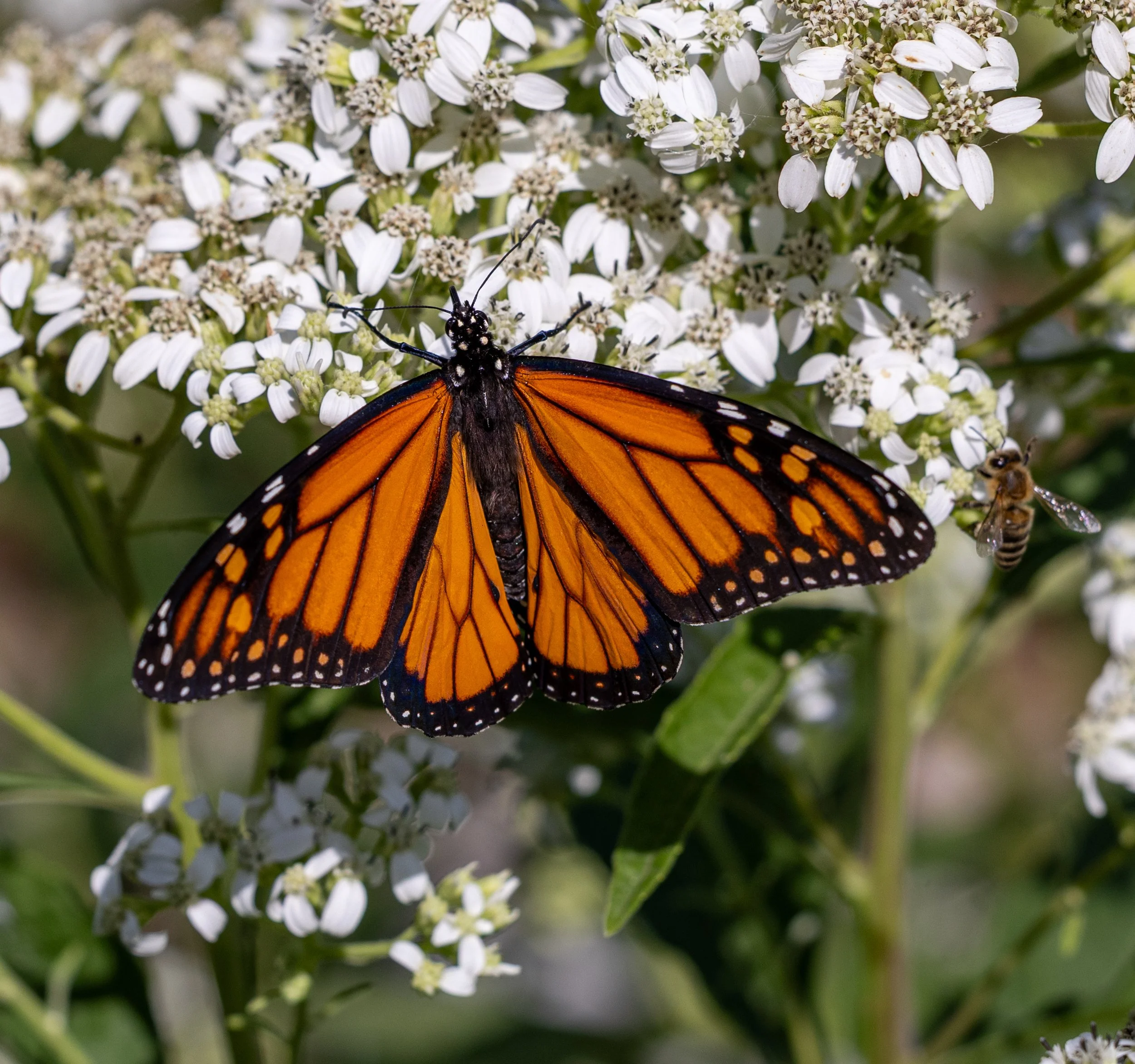 Photographer: Tina Brazzeal