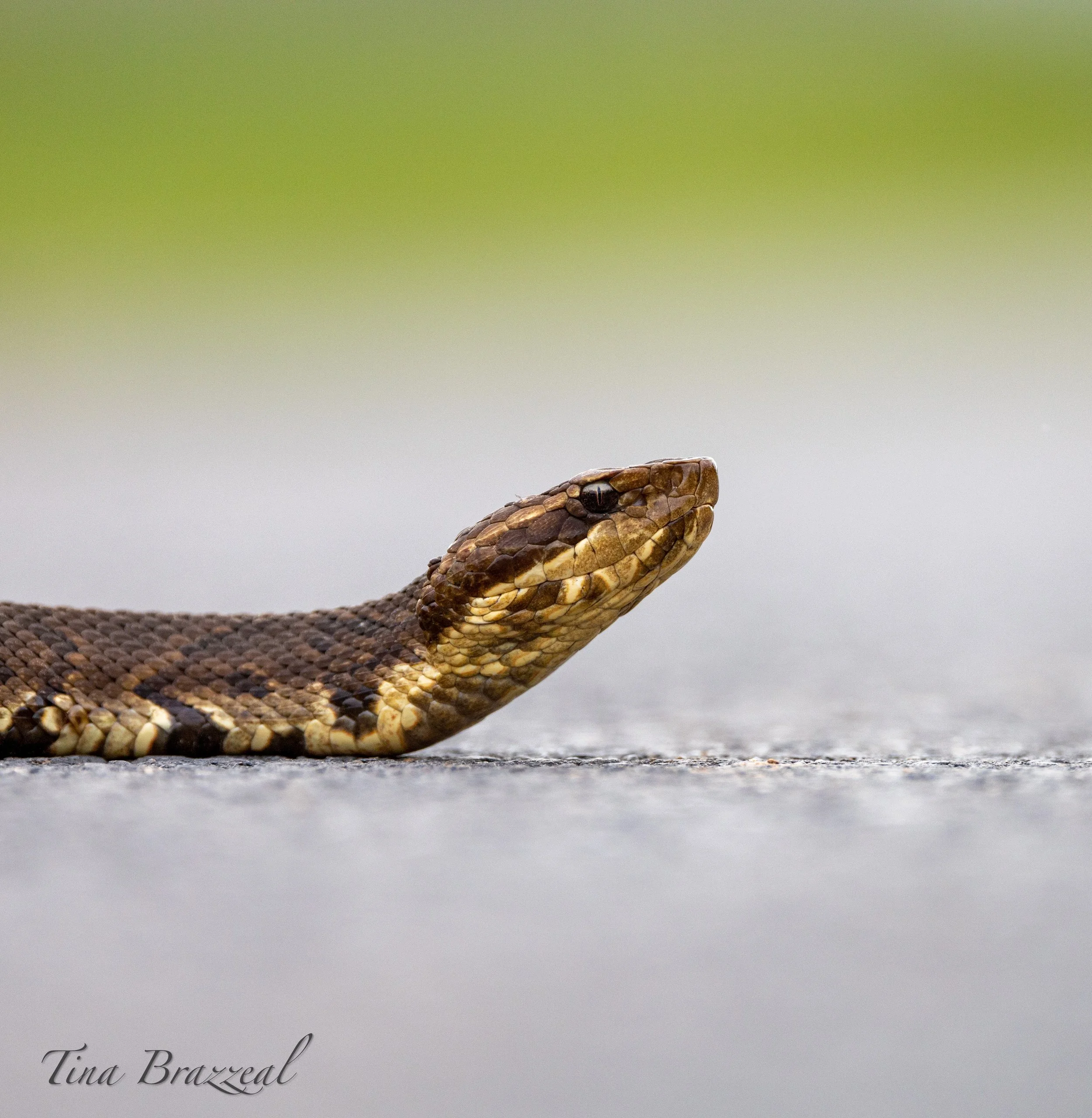 Photographer: Tina Brazzeal