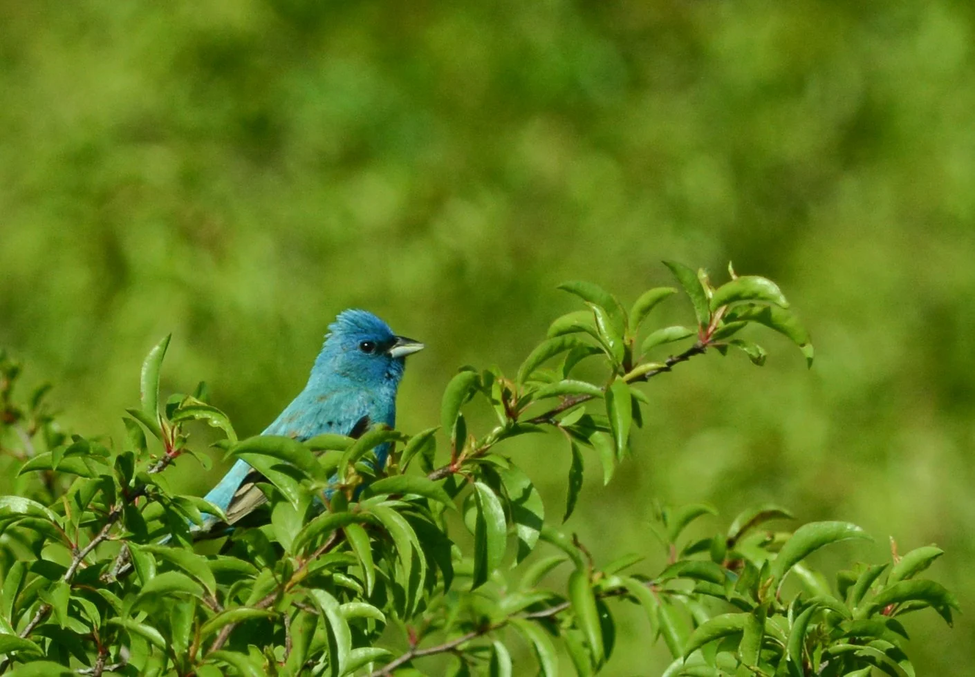 Photographer: Dot Rambin