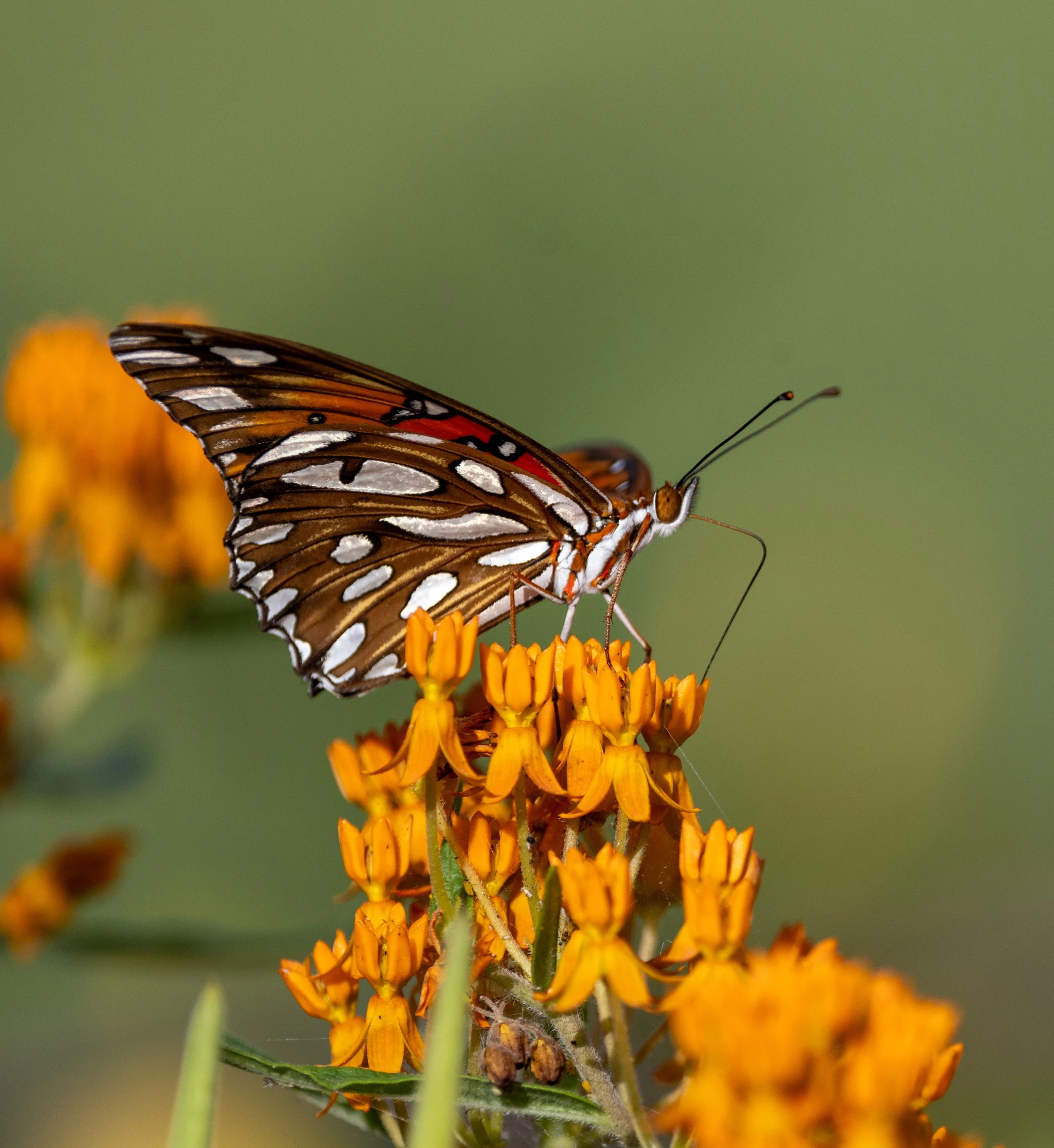 Photographer: Tina Brazzeal