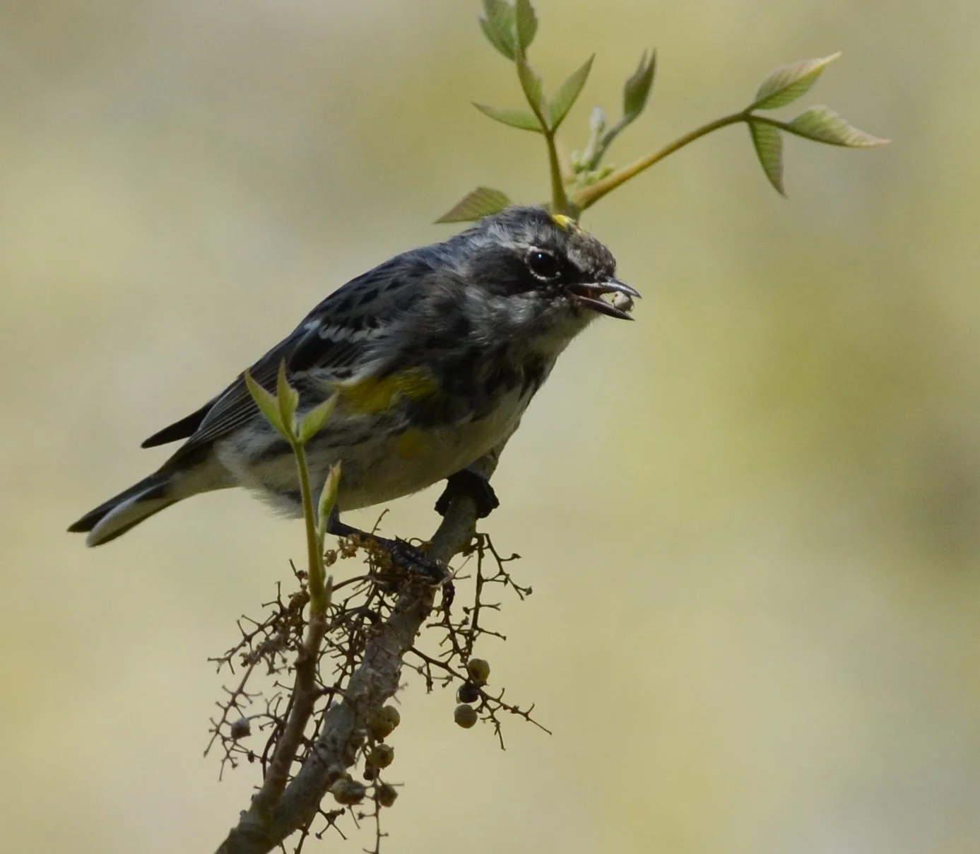 Photographer: Dot Rambin