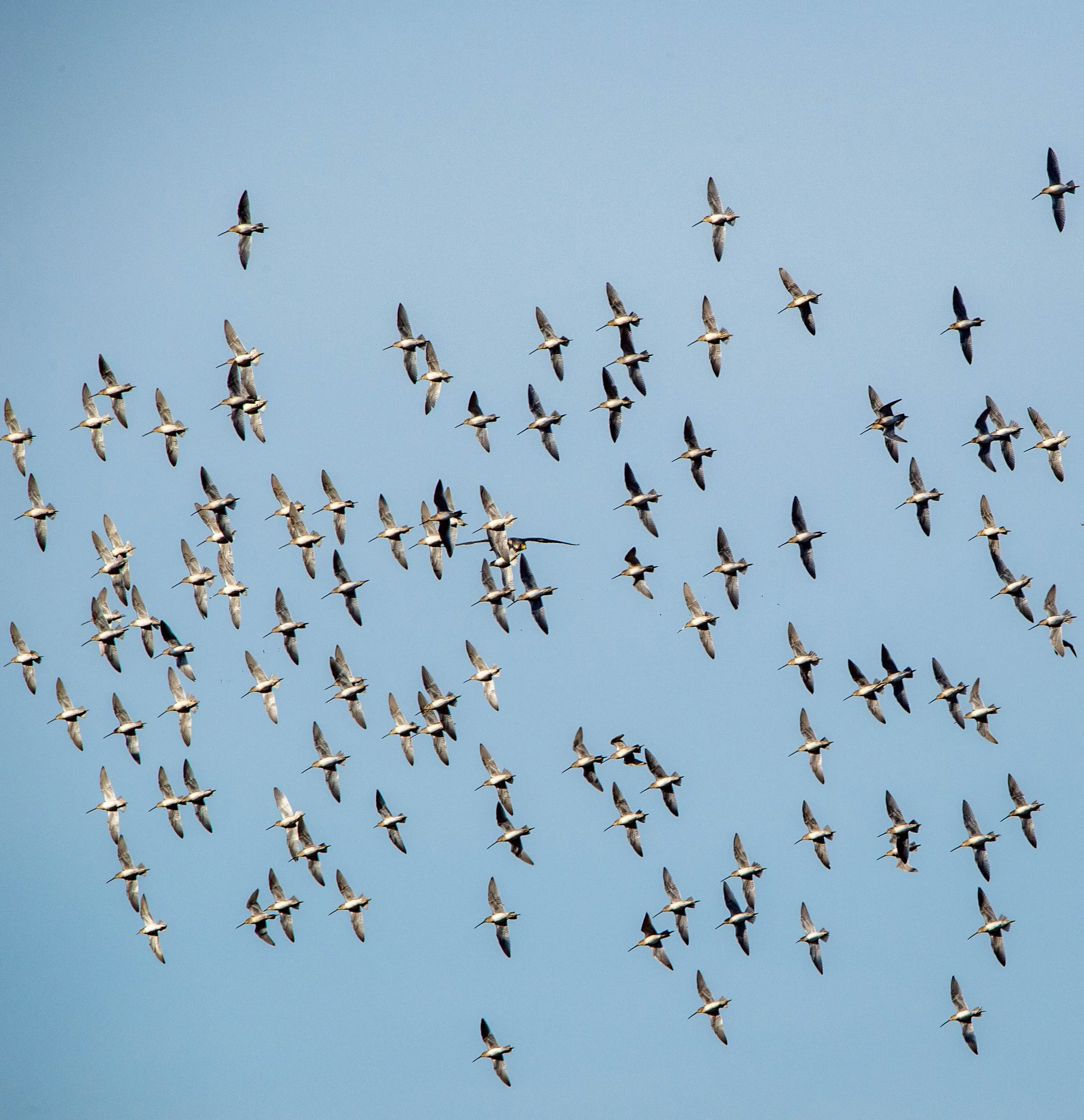 Photographer: Dot Rambin